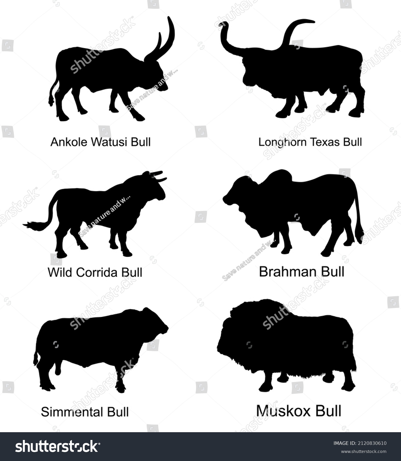 Bull Collection Vector Silhouette Illustration Isolated Stock Vector ...