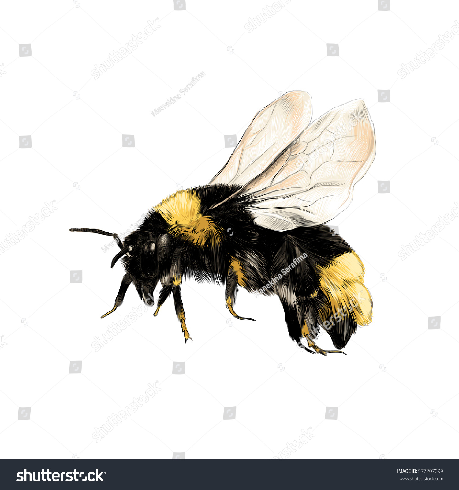 Bumblebee Flight Vector Color Drawing Stock Vector 577207099 - Shutterstock