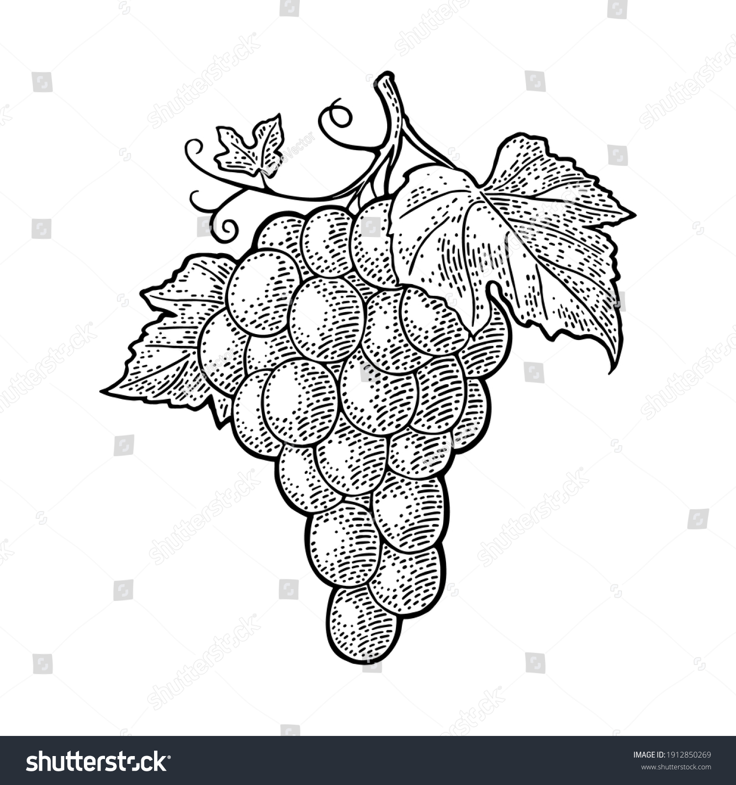 185,182 Grapes vector Images, Stock Photos & Vectors | Shutterstock