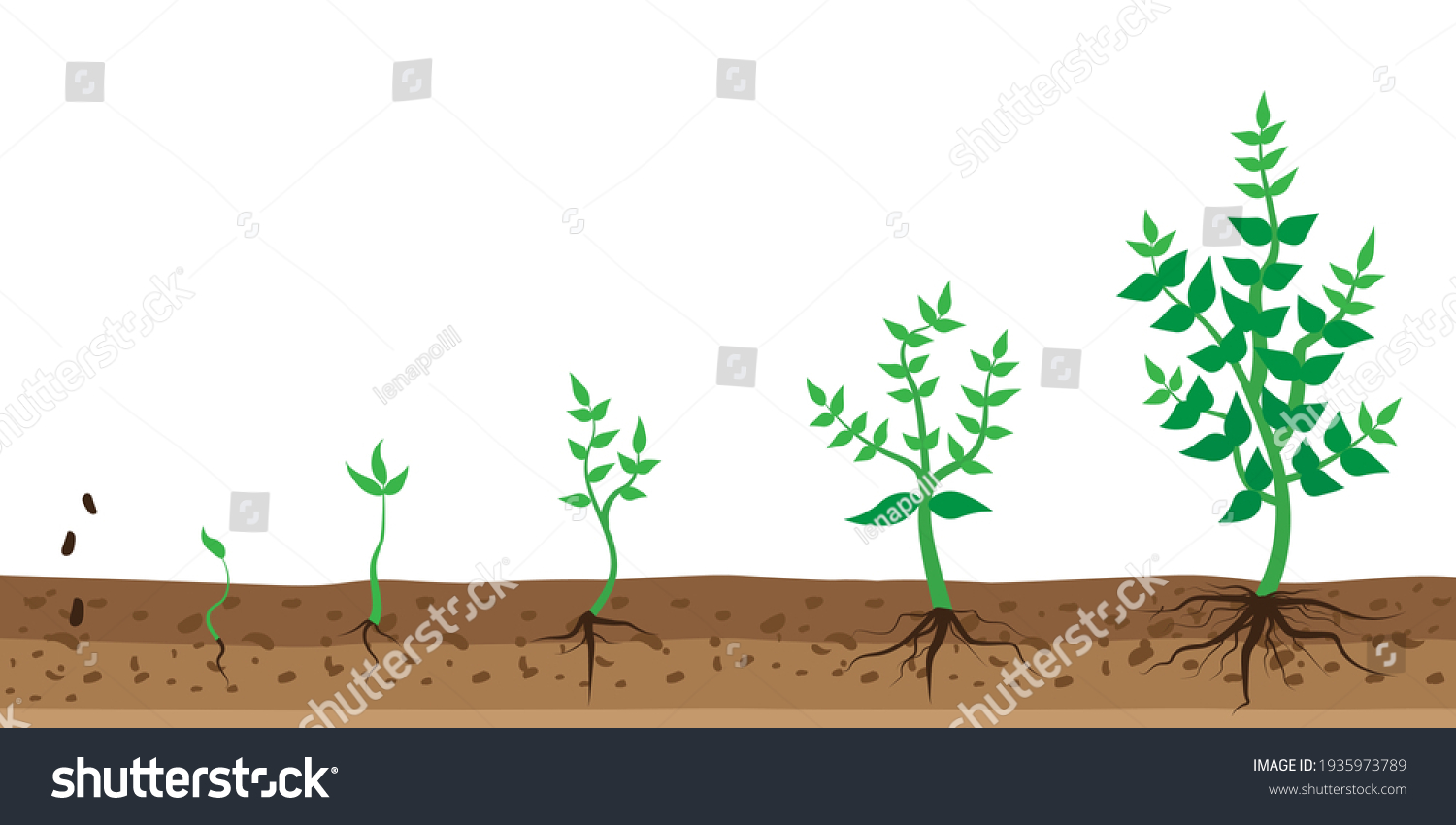 Germinated Images, Stock Photos & Vectors | Shutterstock