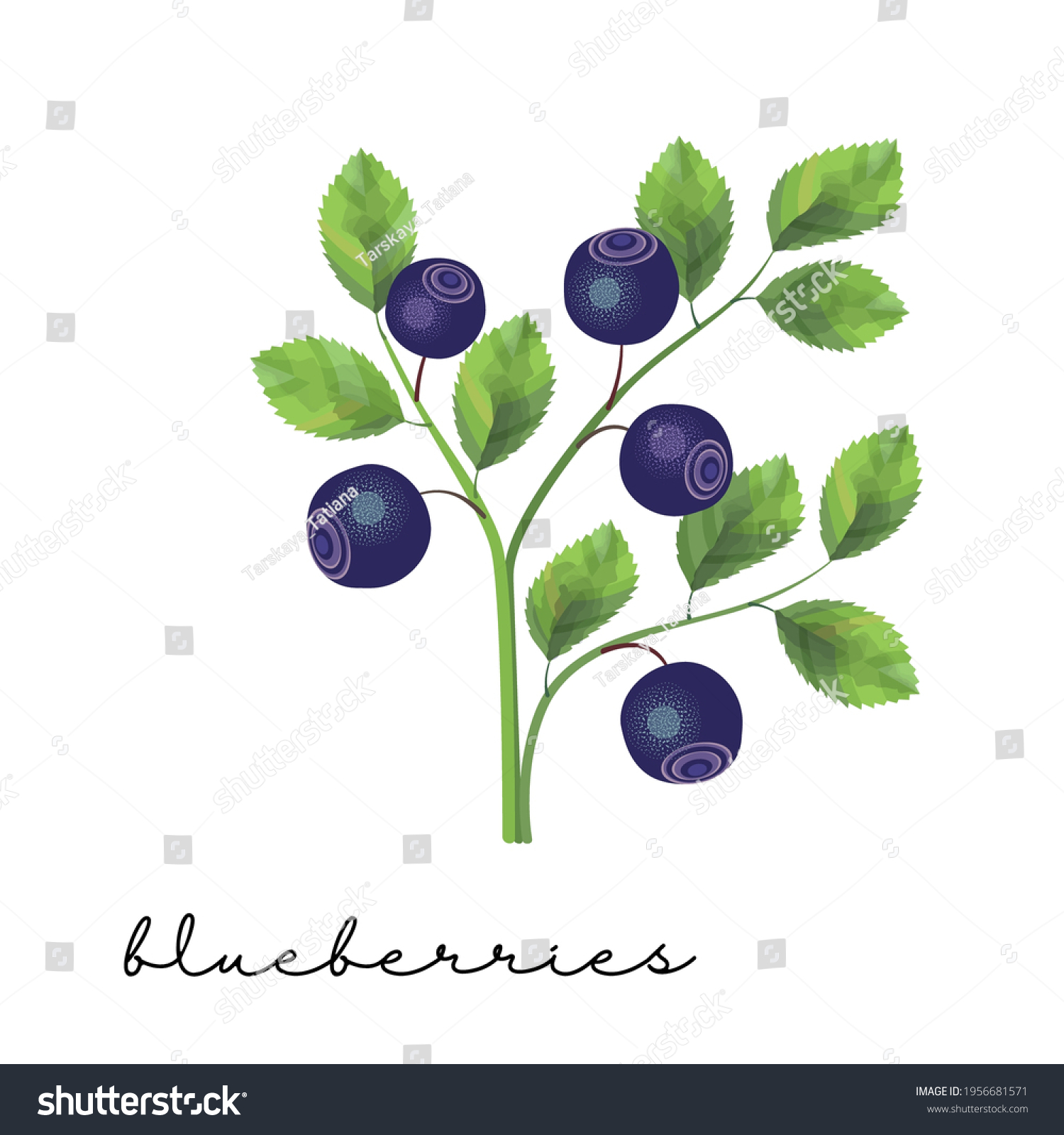 Bush Wild Blueberries Berries Drawing Watercolor Stock Vector (Royalty