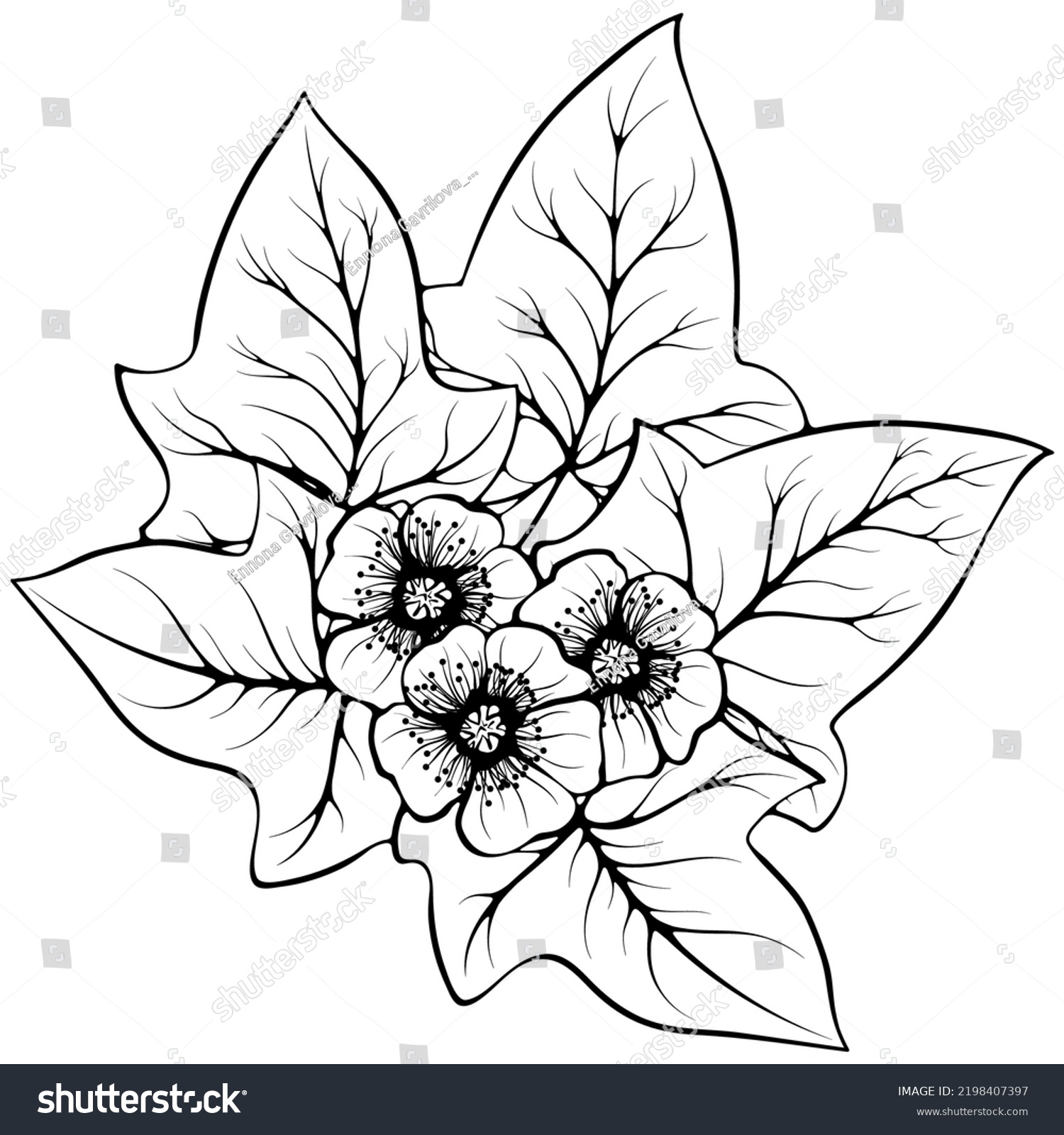 recommend clip art: Buttercup flowers and ivy isolated on white. Vector illustration in sketch line art style. Hand drawn botanical drawings. Design for coloring book, greeting card, print, invitation.