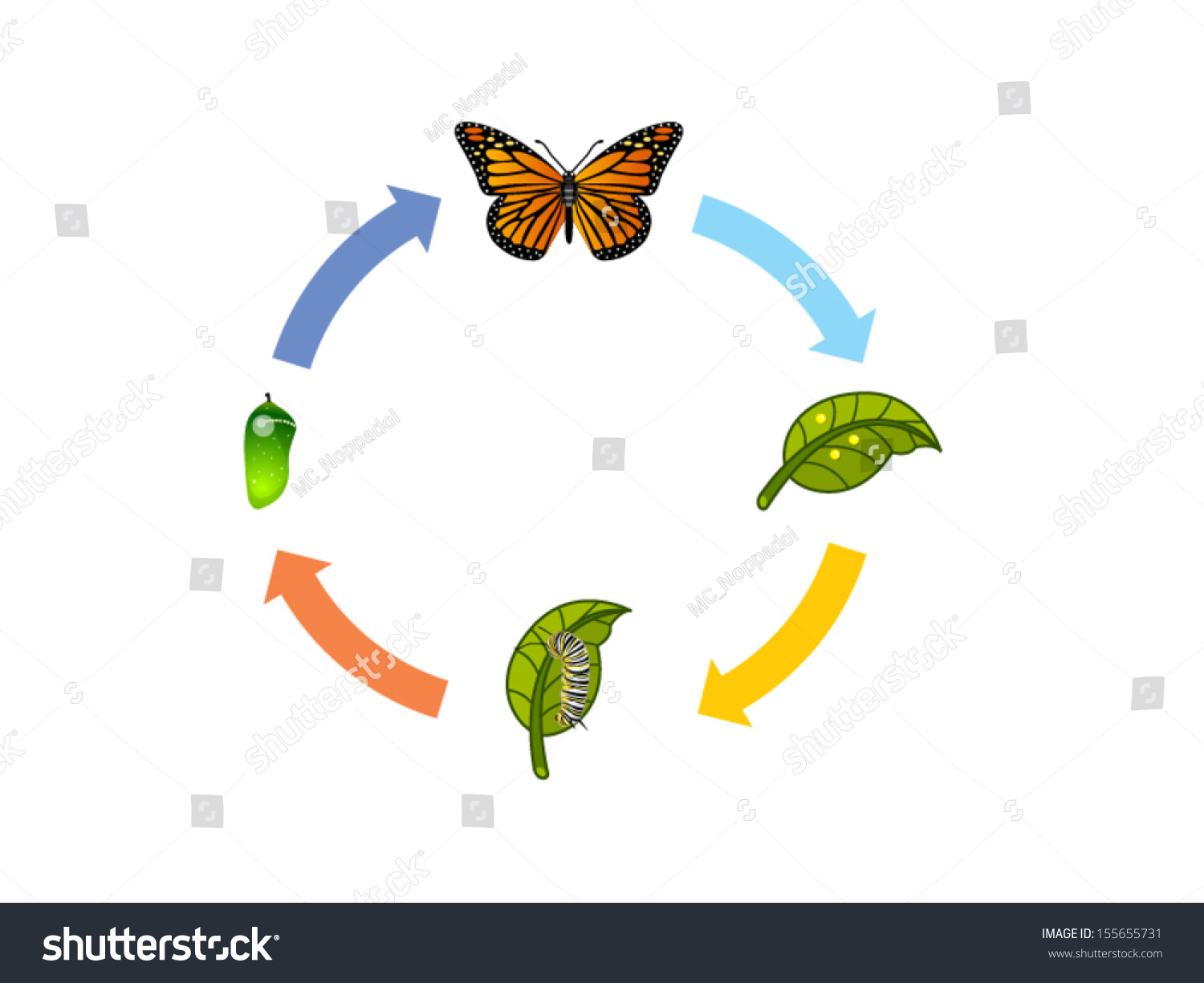 Butterfly Life Cycle Stock Vector Illustration 155655731 : Shutterstock