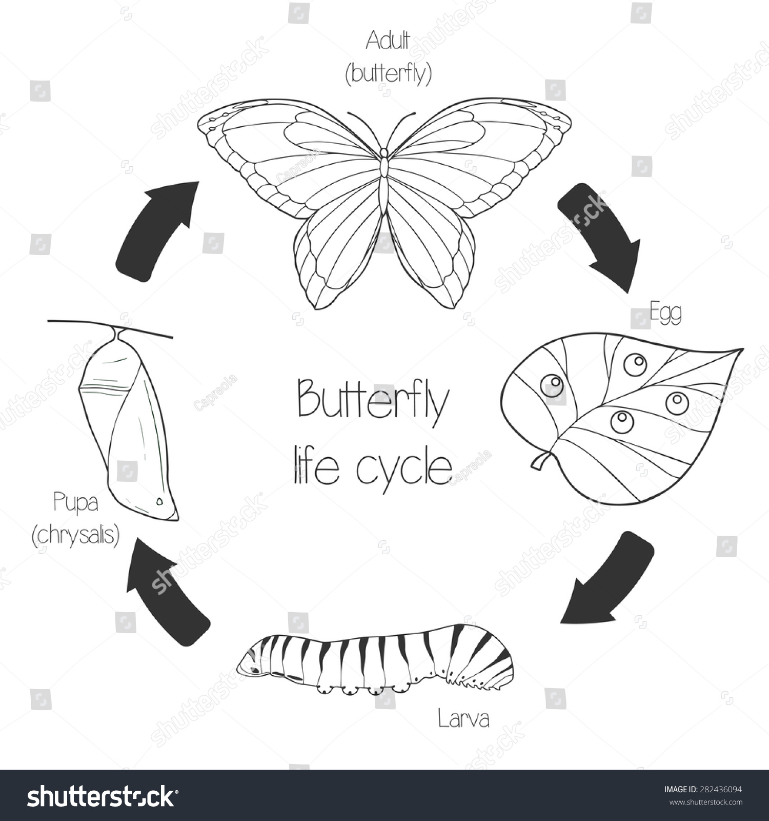 free clip art butterfly life cycle - photo #50