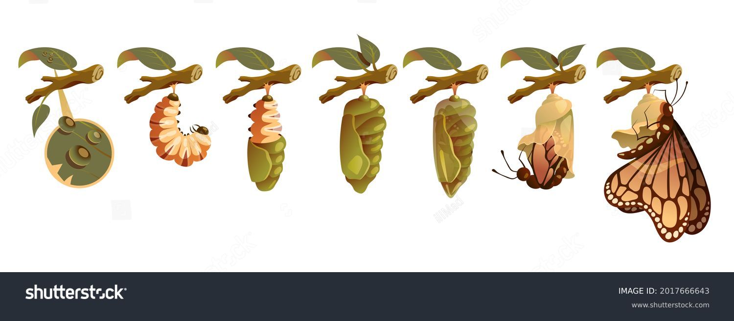 26,506 Insect pupa Images, Stock Photos & Vectors | Shutterstock