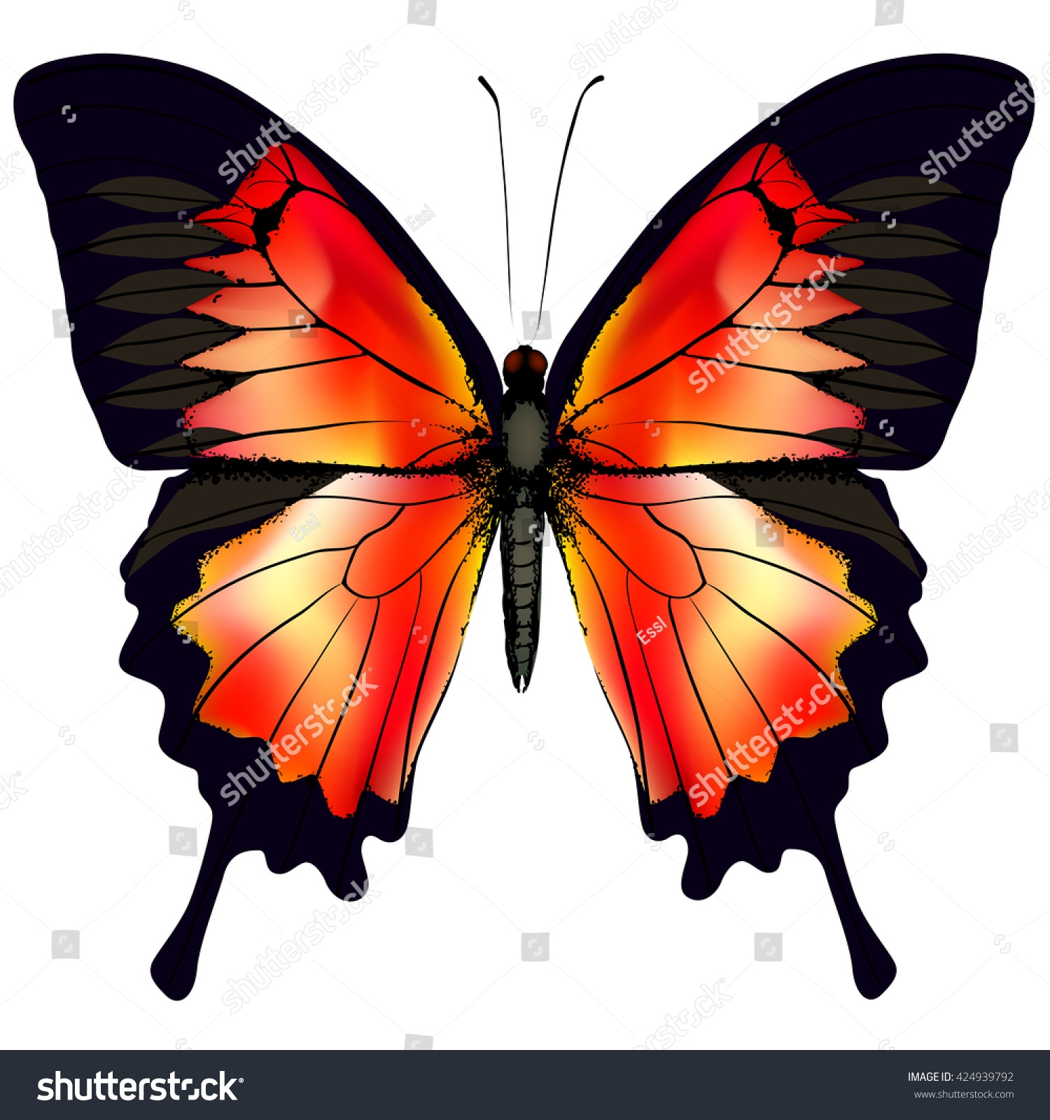 Butterfly Vector Illustration Beautiful Red Butterfly ...