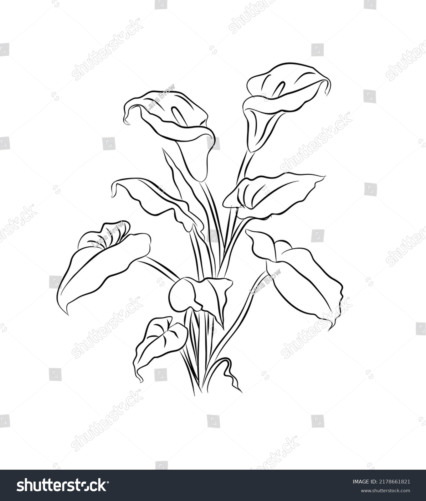 Calla Lily Flower Line Art Vector Stock Vector (Royalty Free ...