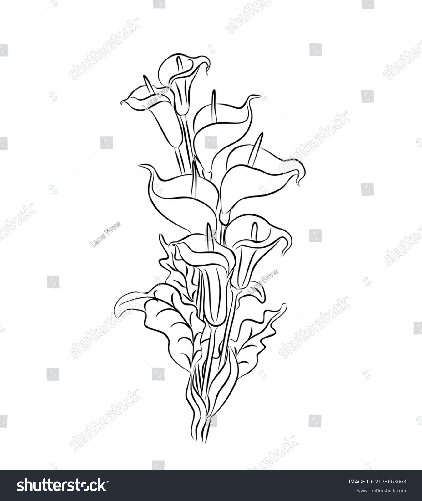 Calla Lily Flowers Line Art Vector Stock Vector (royalty Free 