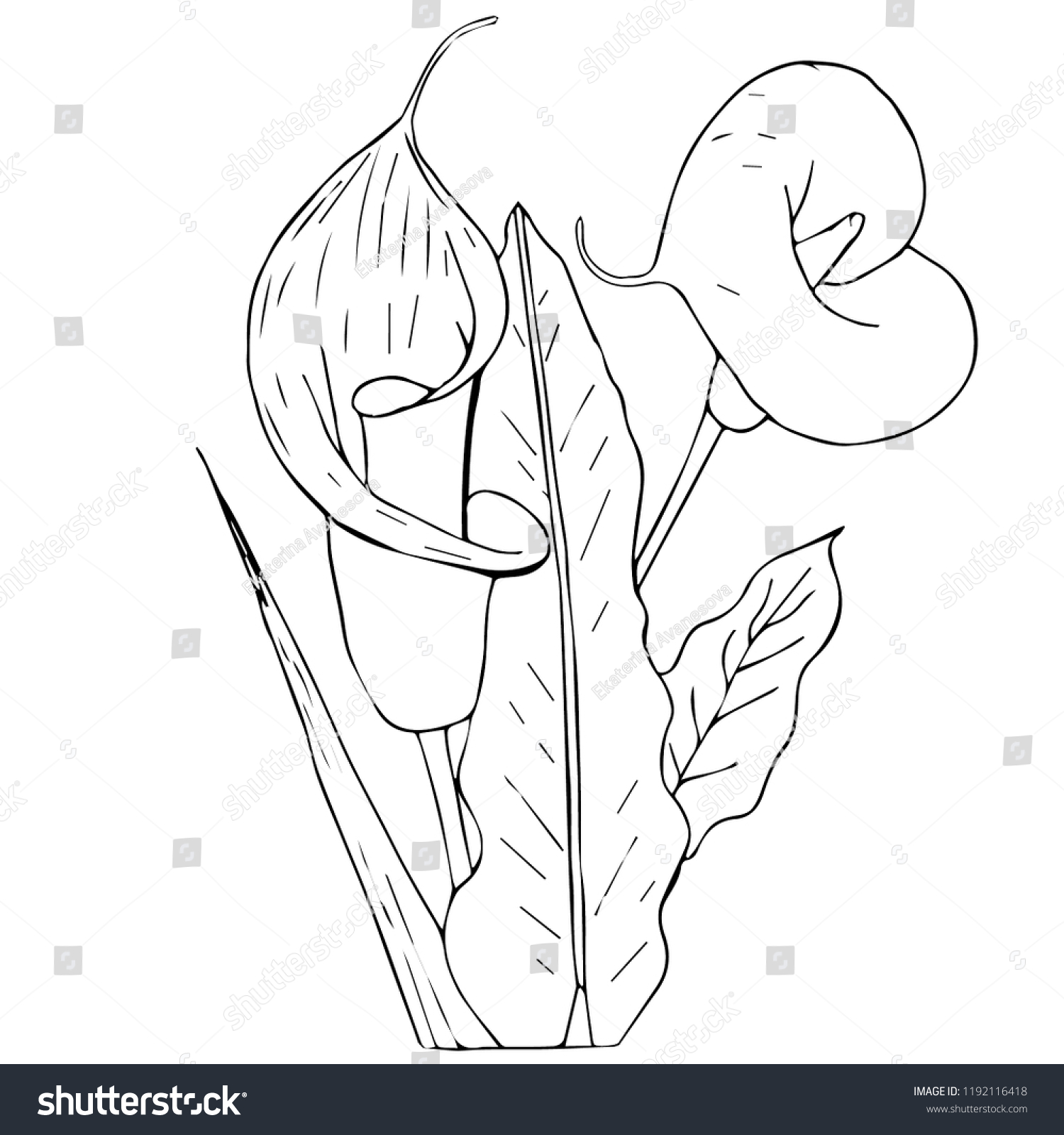 Calla Lily Line Art Vector Illustration Stock Vector (Royalty Free ...