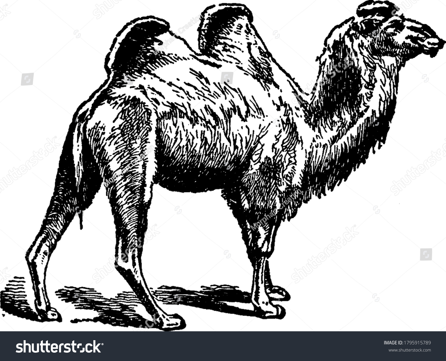 Camel Lacks Horns Characterized By Fissure Stock Vector Royalty Free 1795915789