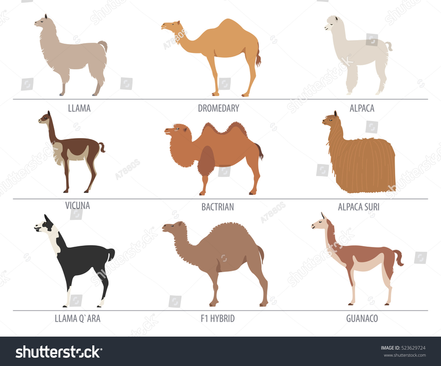 Camel Llama Guanaco Alpaca Breeds Icon Stock Vector (Royalty Free ...