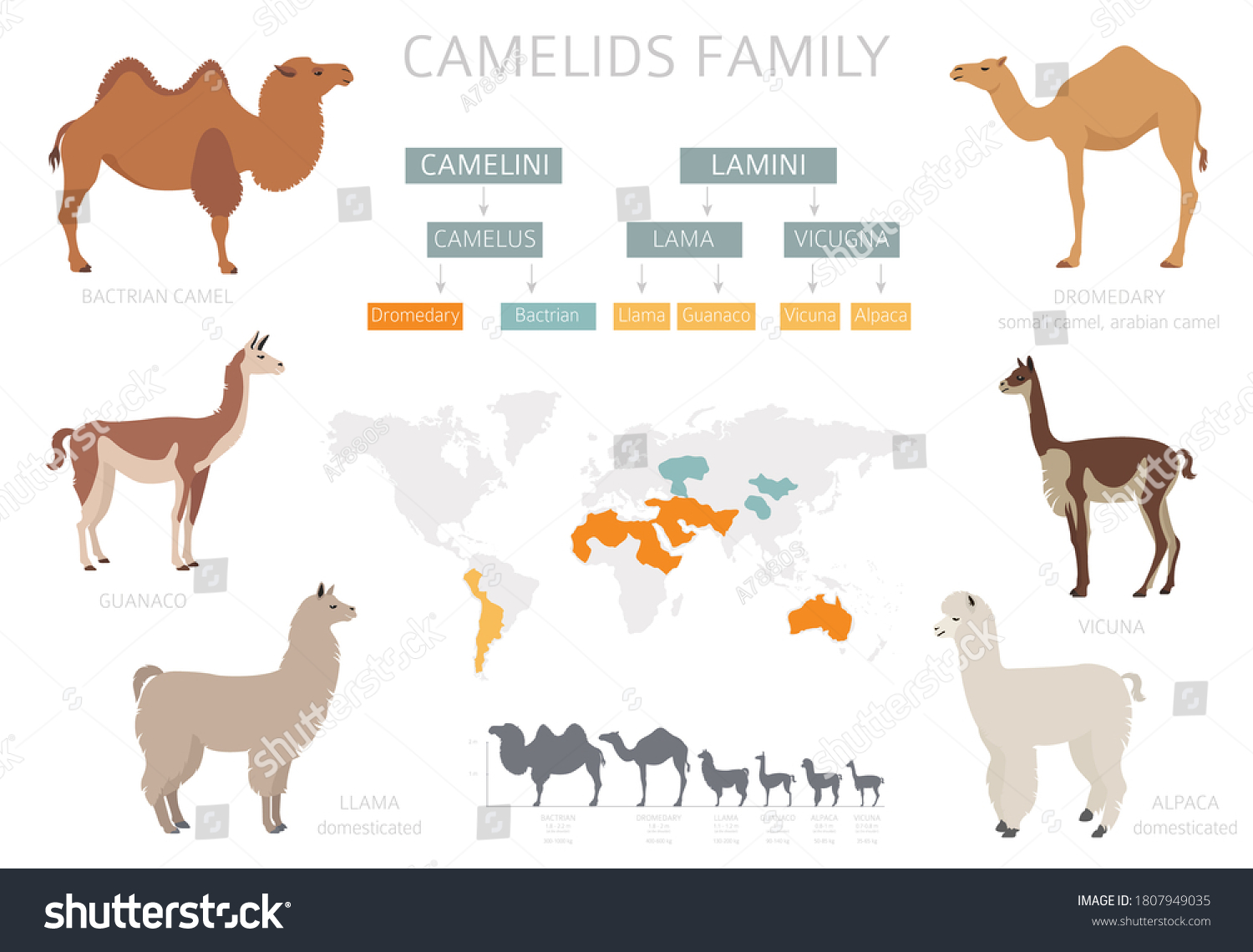 Camelids Family Collection Camels Llama Infographic Stock Vector ...