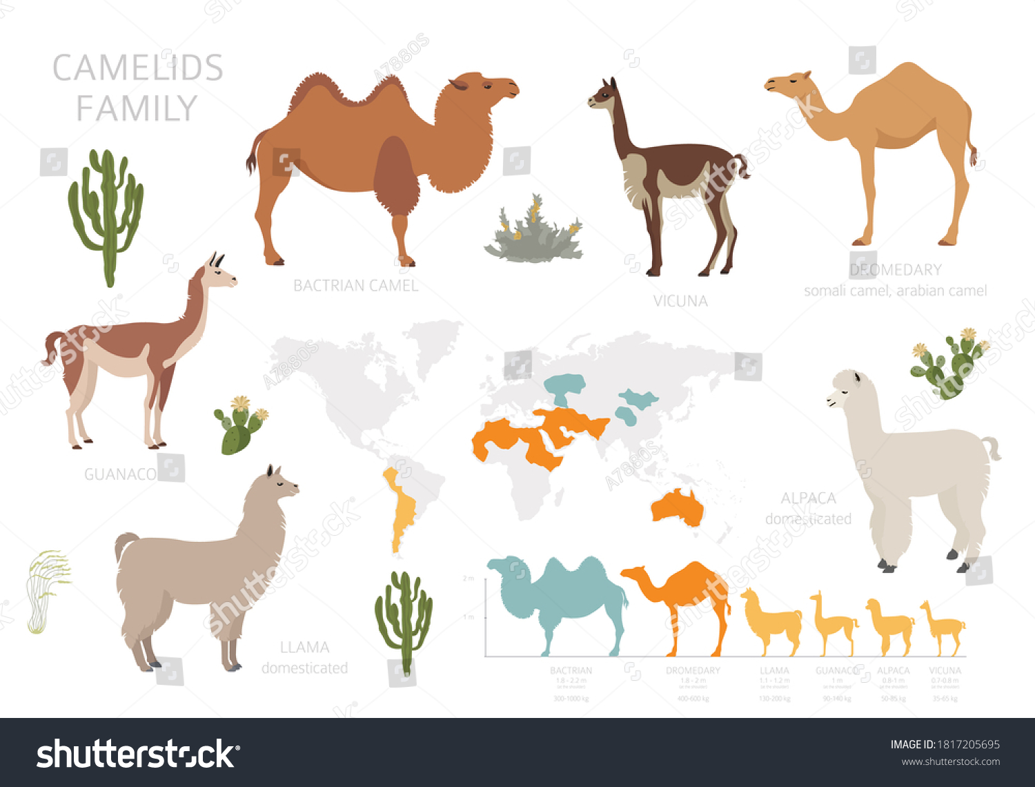 Camelids Family Collection Camels Llama Infographic Stock Vector ...