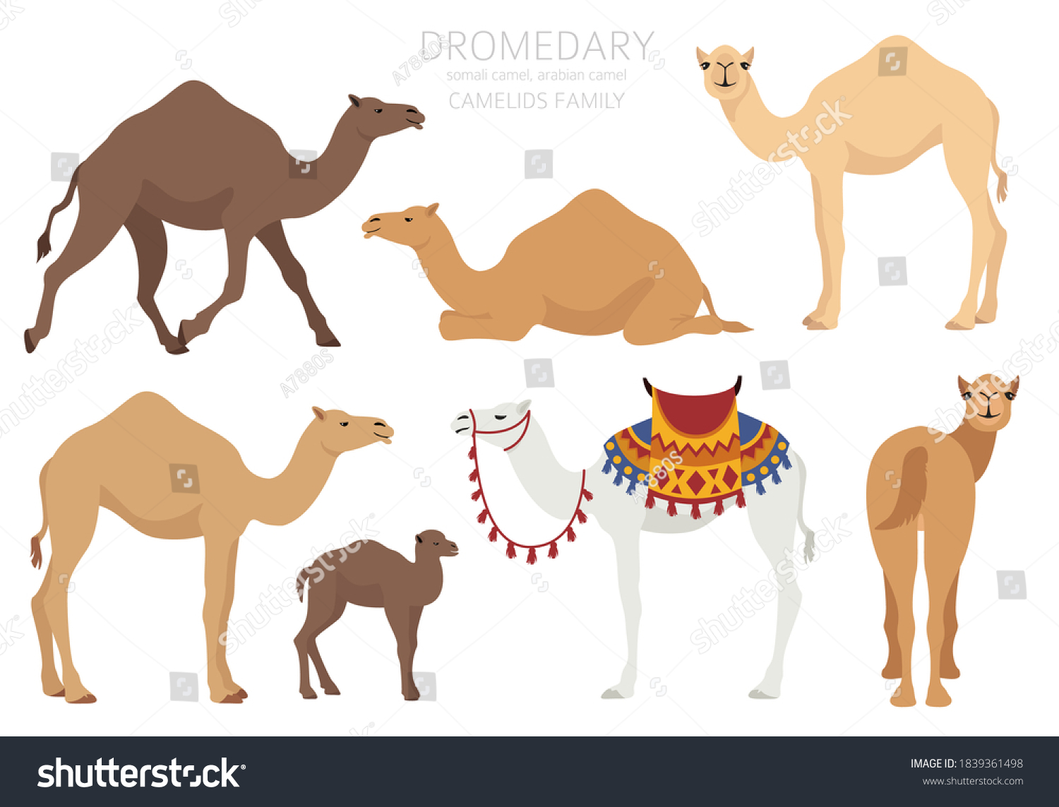 Camelids Family Collection Dromedary Camel Infographic Stock Vector ...