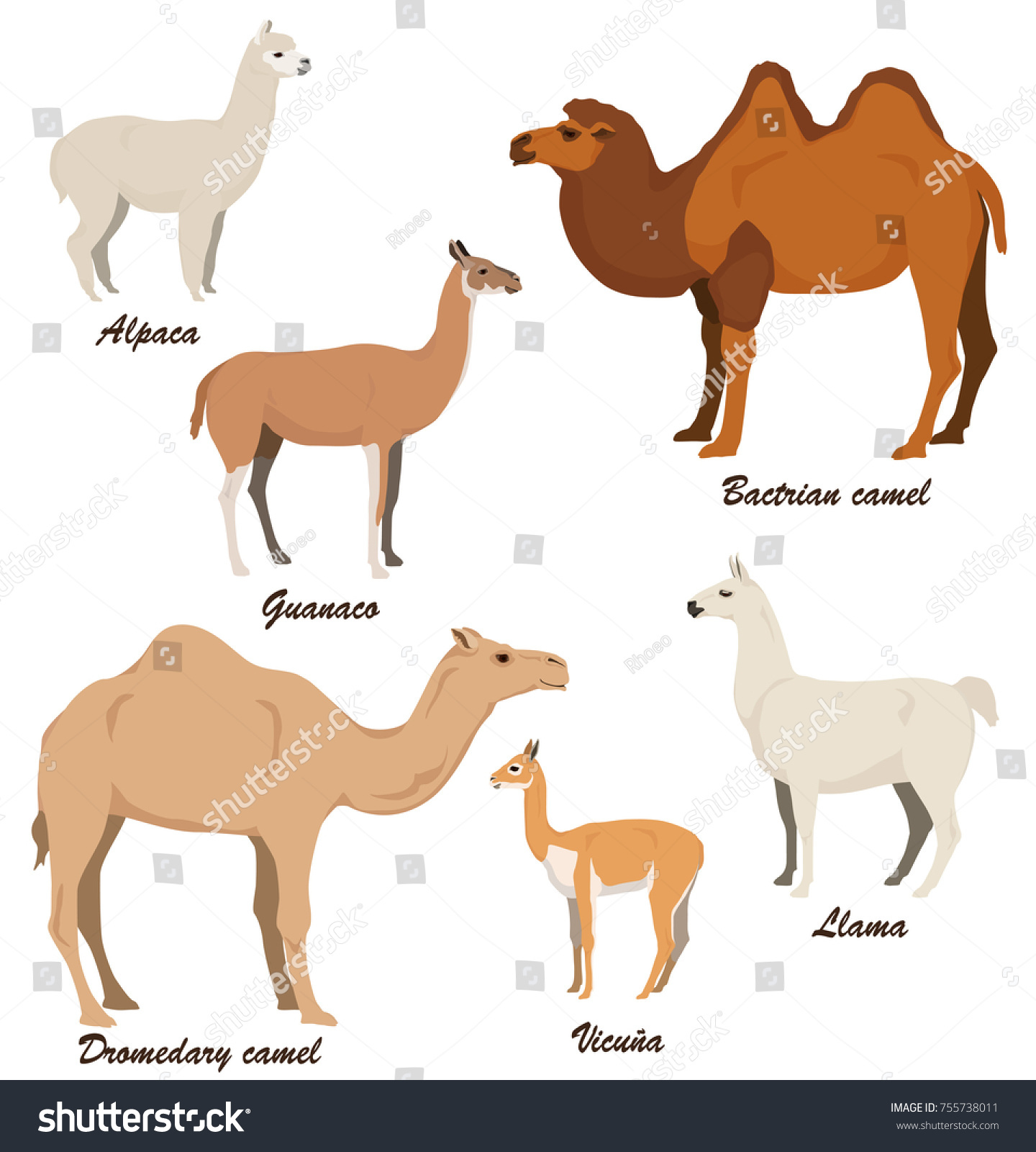 Camelids Vector Illustration Set Dromedary Camel Stock Vector (Royalty ...