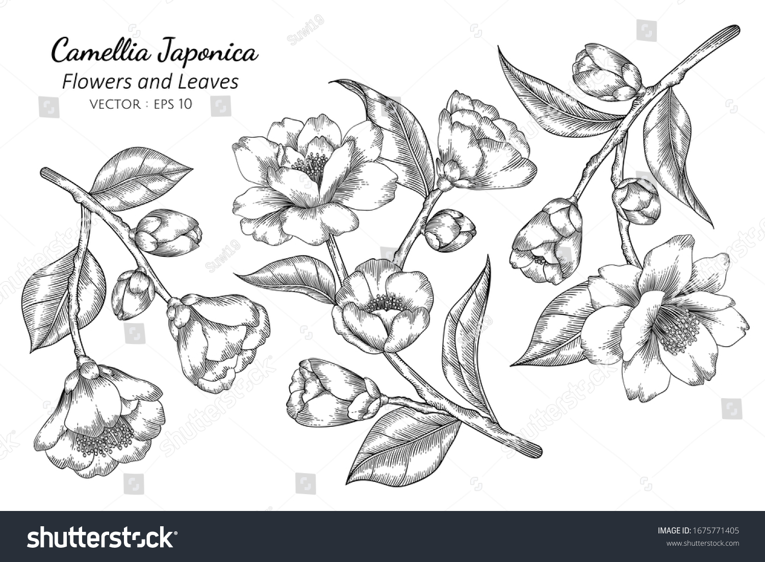 Camellia Japonica Flower Leaf Drawing Illustration Stock Vector ...