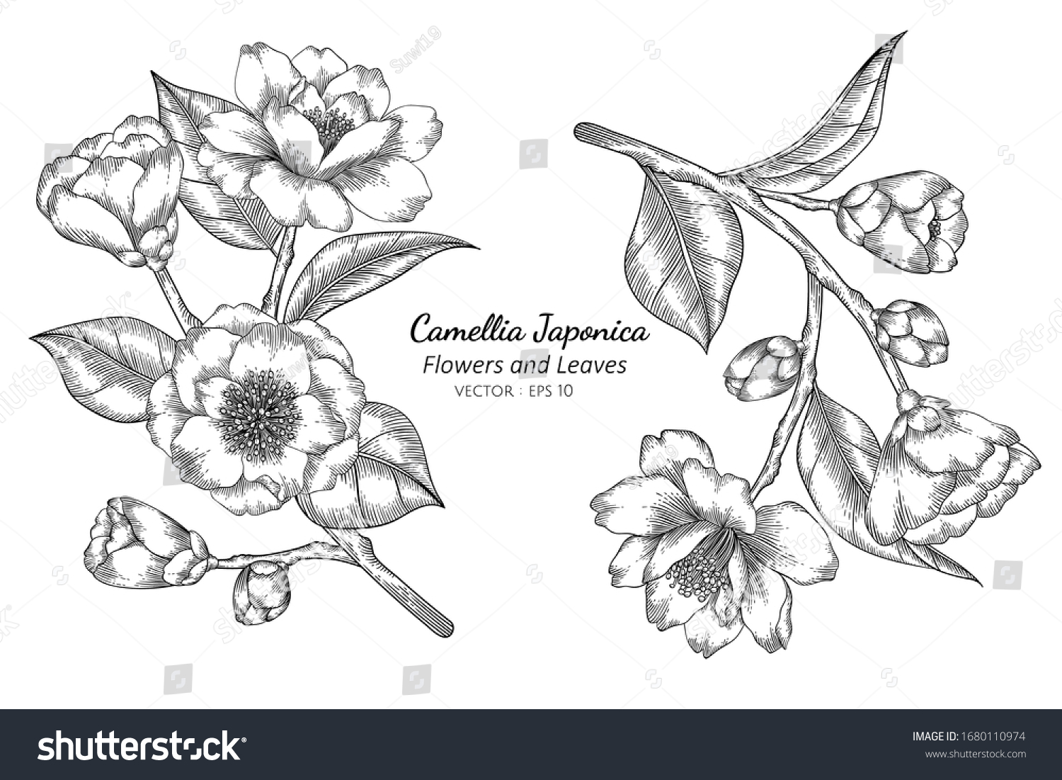 Camellia Japonica Flower Leaf Drawing Illustration Stock Vector ...