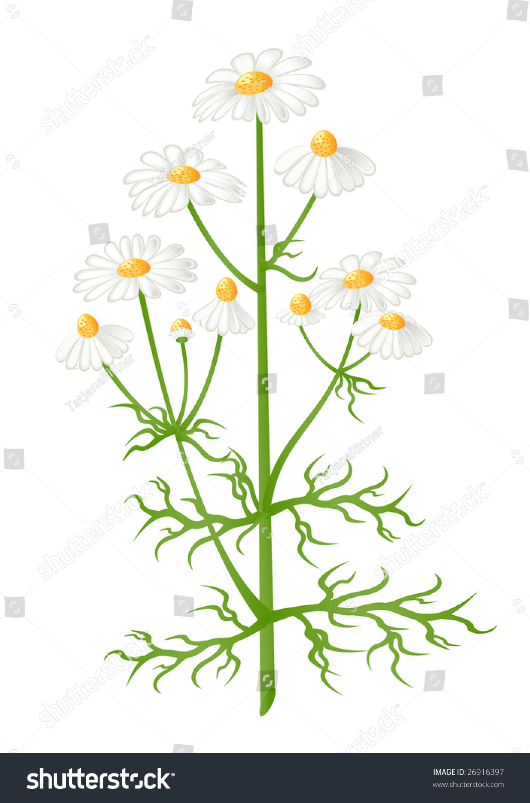 Camomile Flowers. Matricaria Chamomilla. Vector-Illustration - 26916397 ...
