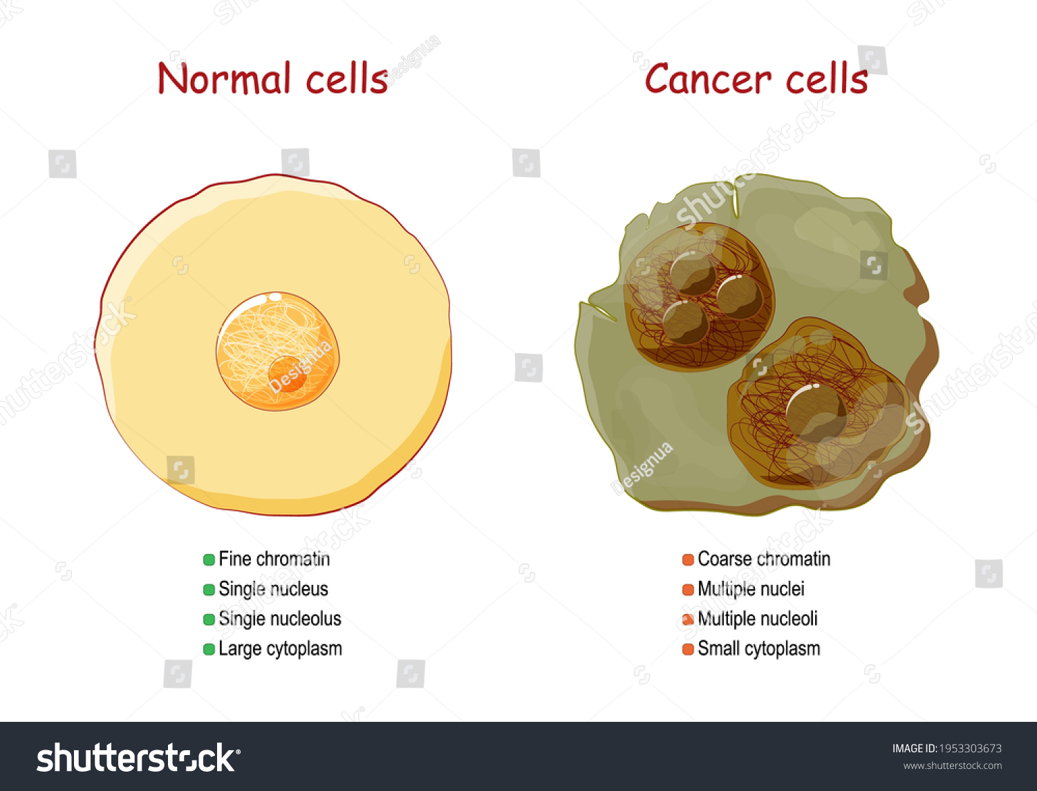 Cancer Normal Cells Comparison Difference Between Stock Vector (Royalty ...