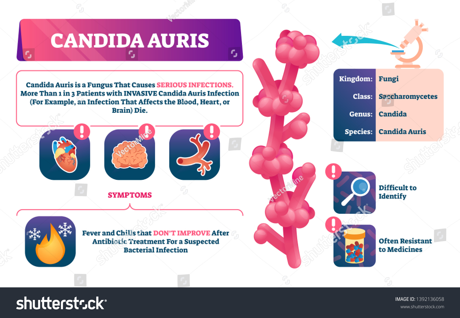 Candida Auris Vector Illustration Biological Fungus Stock Vector ...