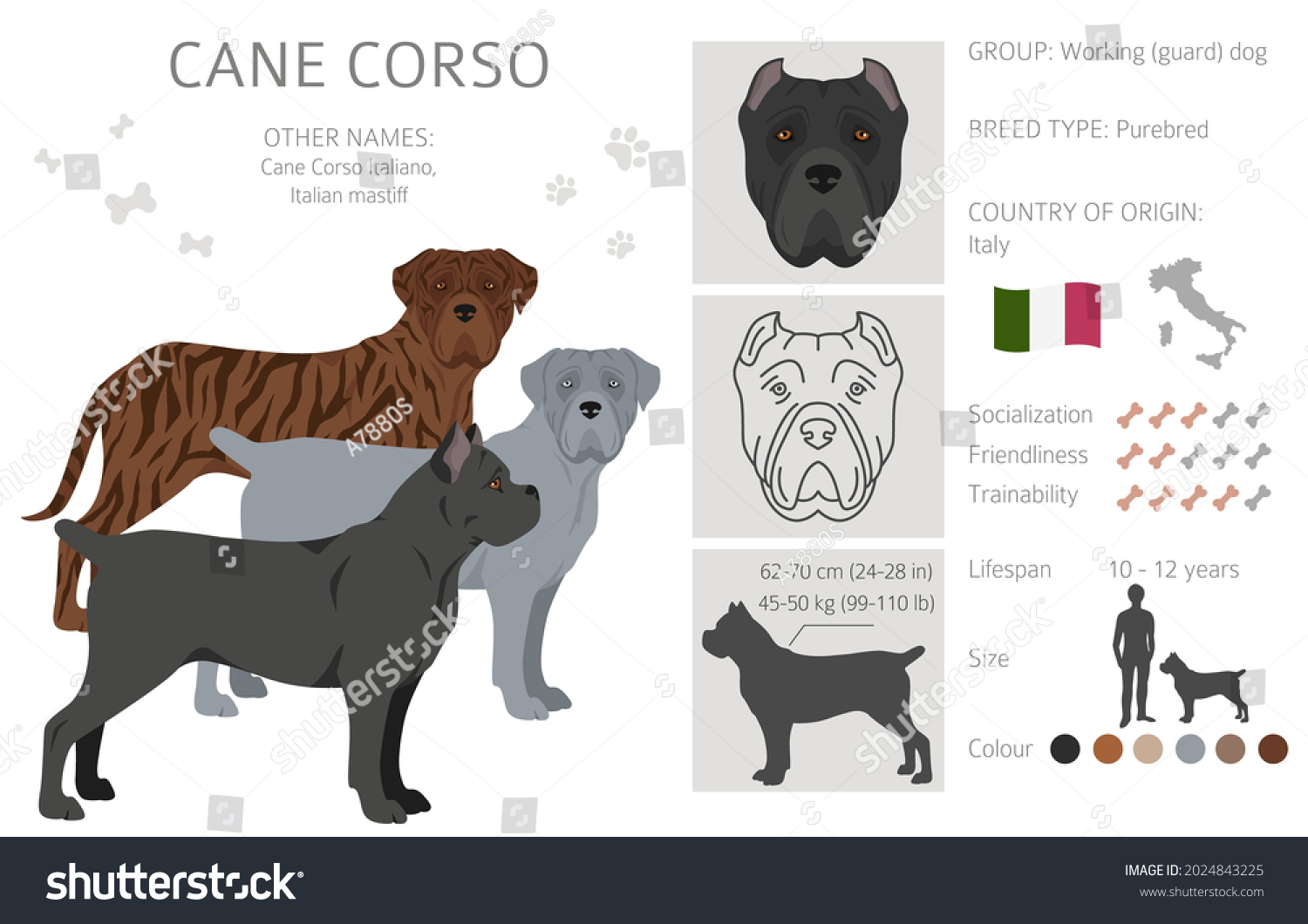 141 Cane corso cartoon Stock Illustrations, Images & Vectors | Shutterstock