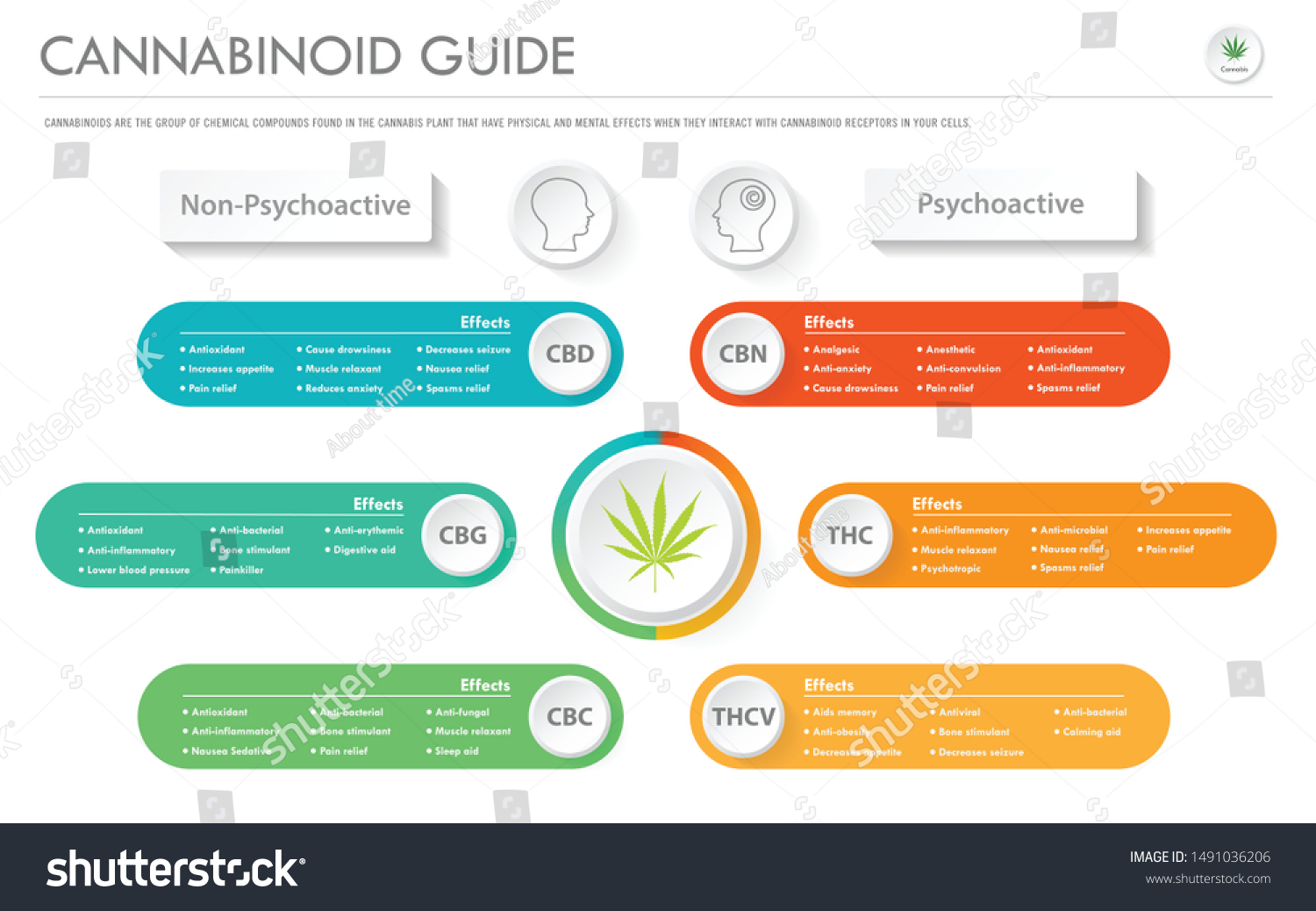 Cannabinoid Guide Horizontal Business Infographic Illustration Stock ...