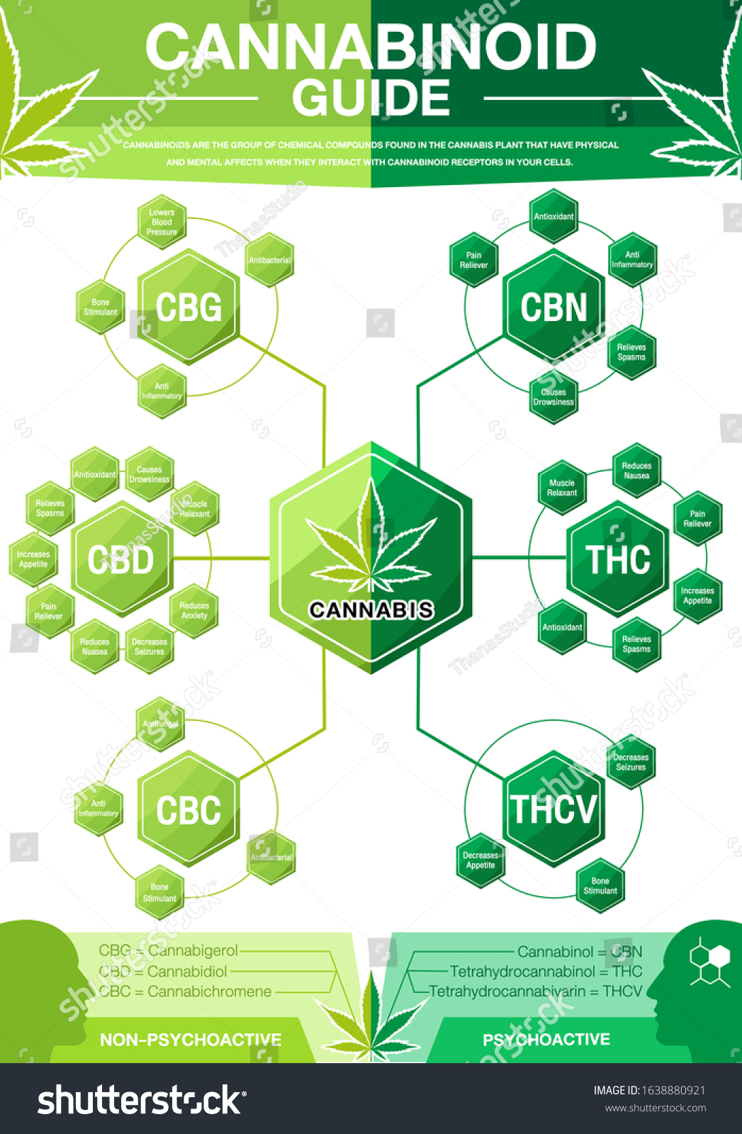 Cannabinoid Guide Infographic Chart Show Main Stock Vector (Royalty