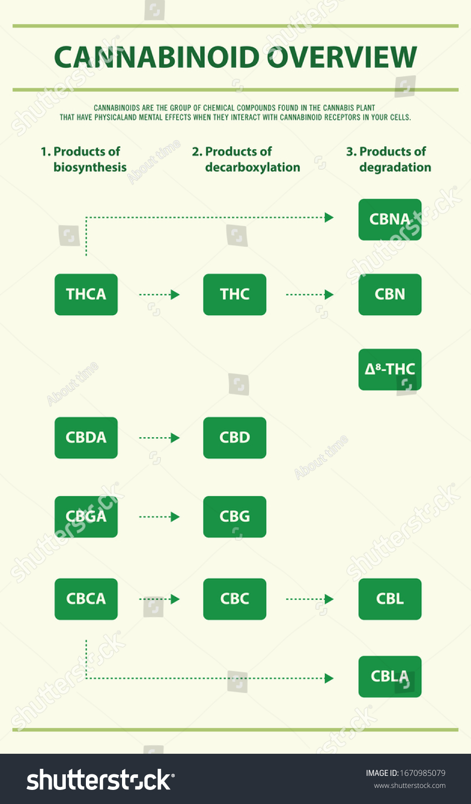 Cannabinoid Overview Vertical Infographic Illustration About Stock ...