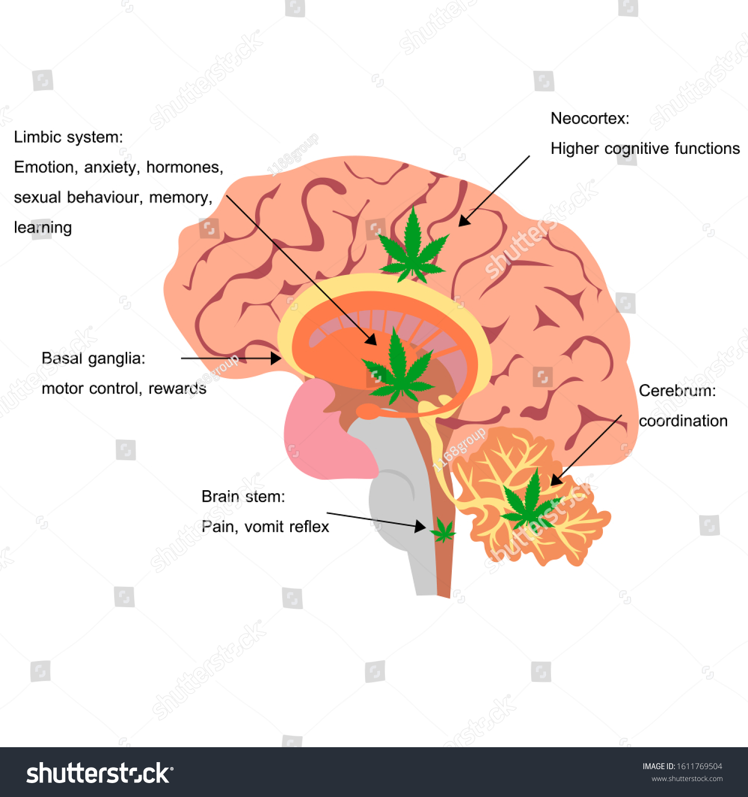 Cannabis Brain Cannabis Effect On Each Stock Vector (Royalty Free ...