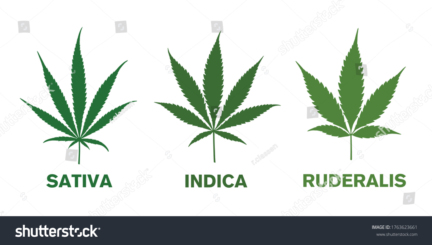 Cannabis Cbd Sativa Indica Ruderalis Leaves Stock Vector (Royalty Free ...