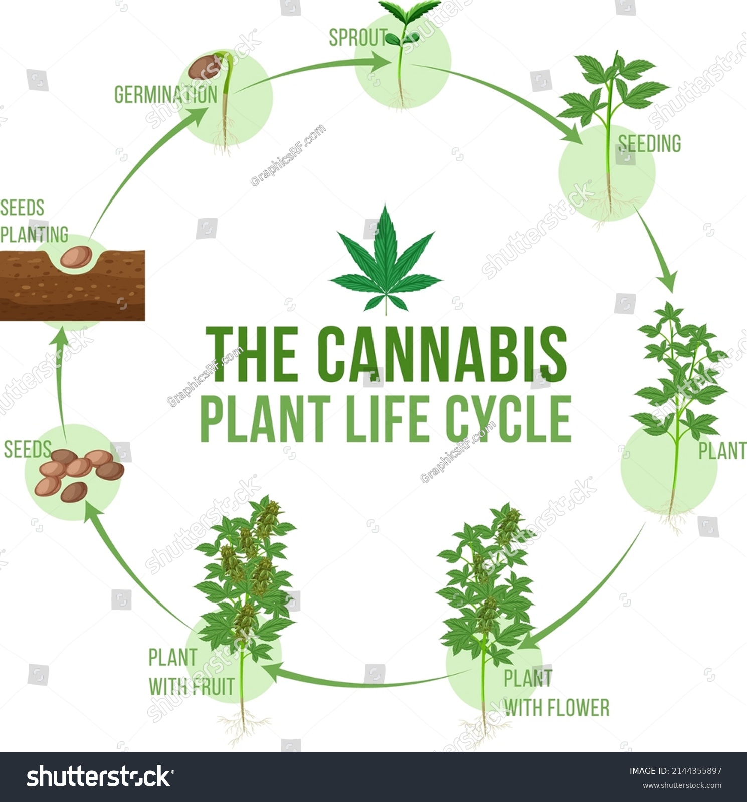 Cannabis Plant Life Cycle Illustration Stock Vector (Royalty Free ...