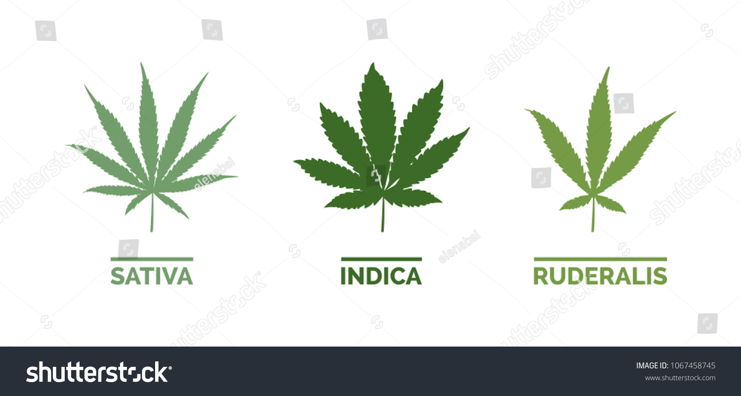 10,209 Cannabis indica Stock Vectors, Images & Vector Art | Shutterstock