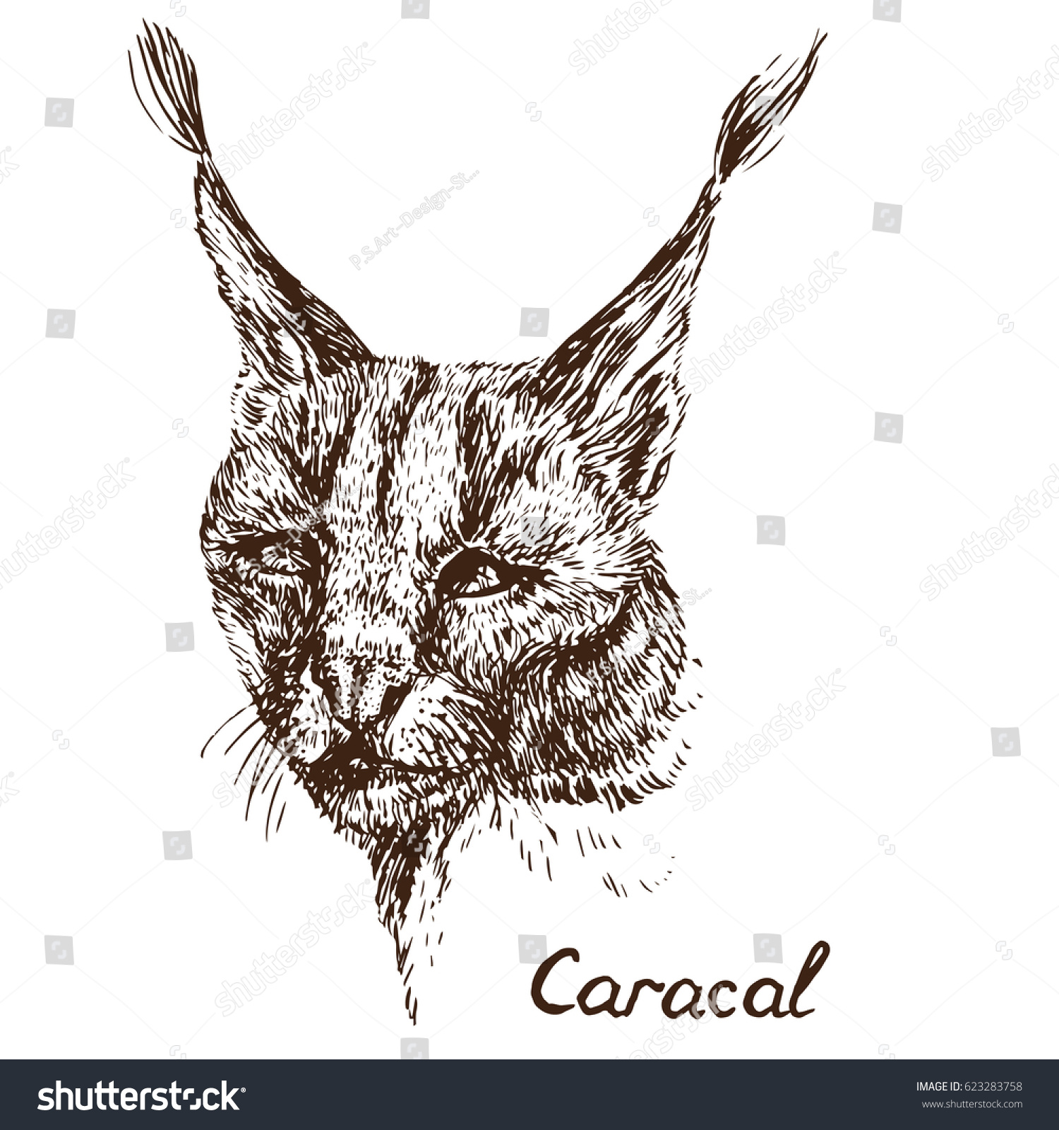 Caracal Red Cat Rooikat Red Persian Stock Vector Royalty Free