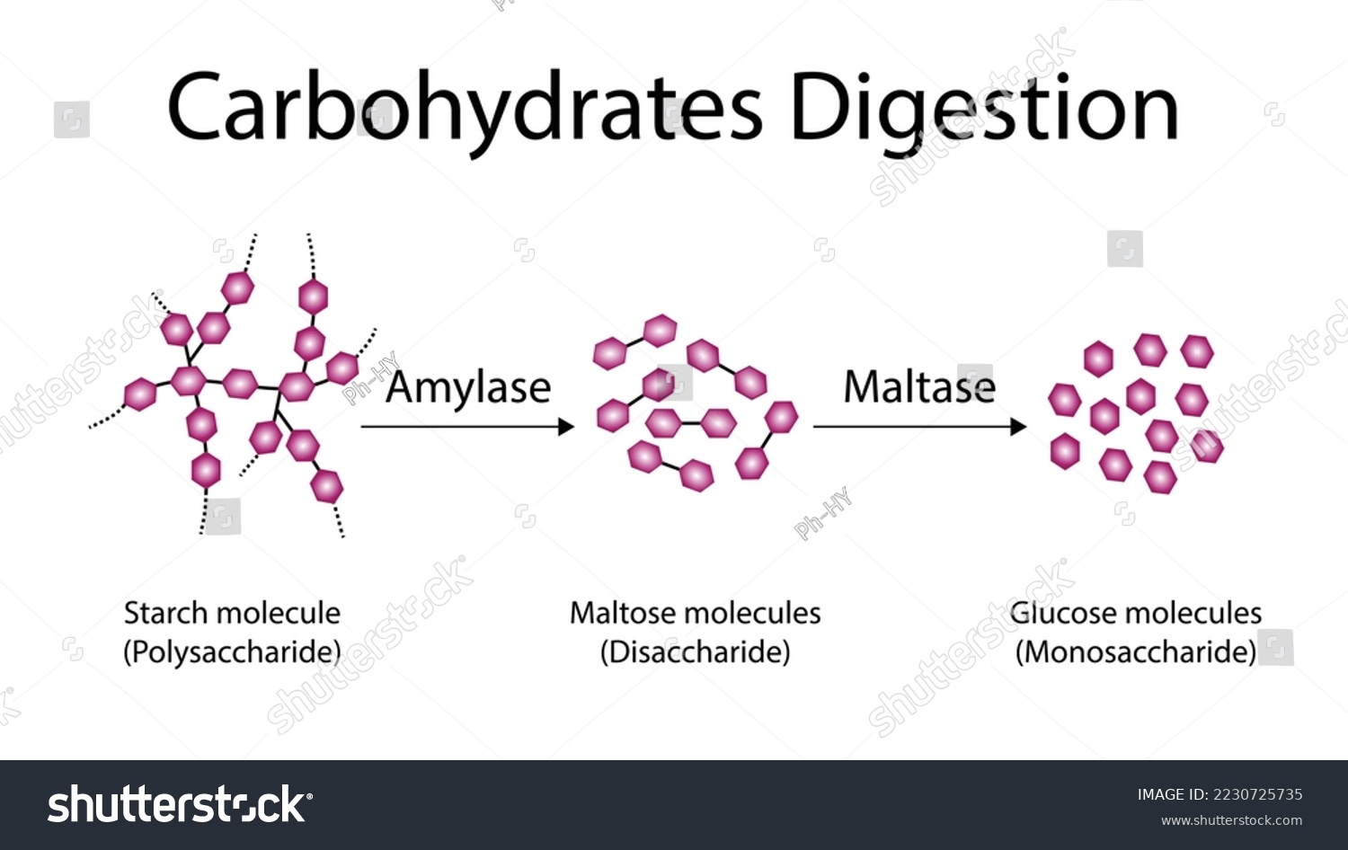 SVG of Carbohydrates Digestion. Amylase   and Maltase Enzymes catalyze Polysaccharide Starch Molecule to Disaccharides and Monosaccharide, glucose Sugar Formation. Scientific Diagram. Vector Illustration. svg
