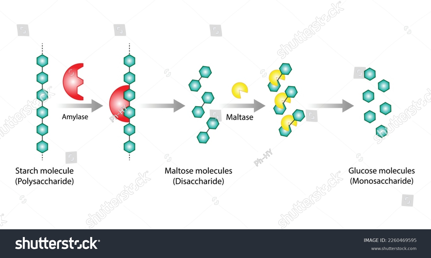 SVG of Carbohydrates Digestion. Amylase and Maltase Enzymes catalyze Polysaccharide Starch Molecule to Disaccharide Maltose Molecules, glucose Sugar Formation. Scientific Diagram. Vector Illustration. svg