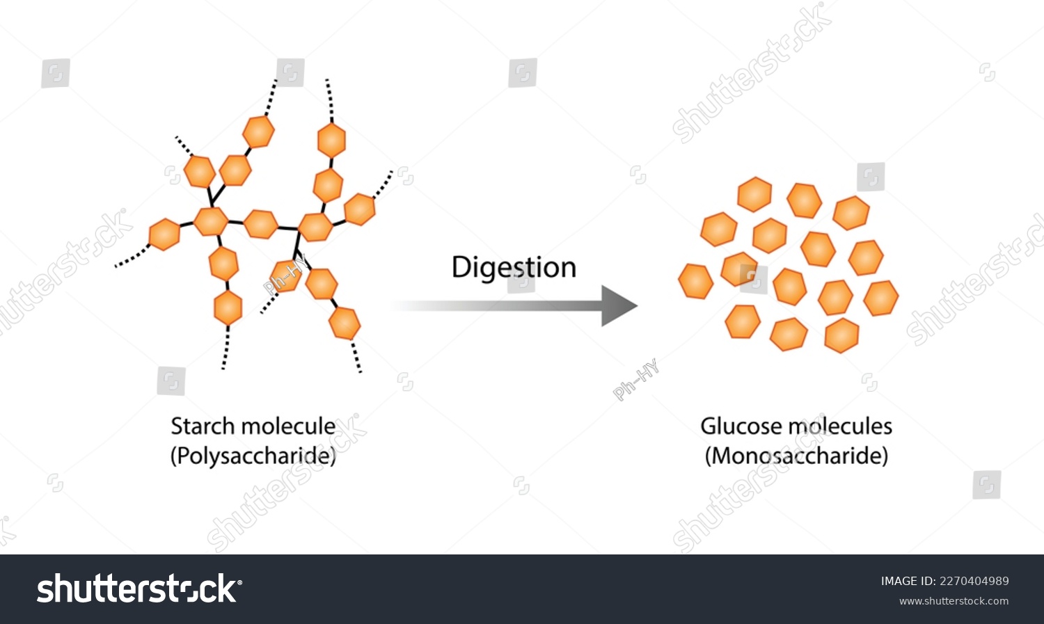 SVG of Carbohydrates Digestion. Amylase and Maltase Enzymes catalyze Polysaccharide Starch Molecule to Disaccharides and Monosaccharide, glucose Sugar Formation. Scientific Diagram. Vector Illustration. svg