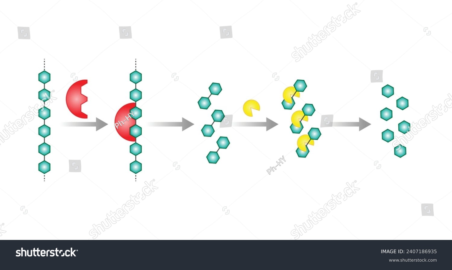SVG of Carbohydrates Digestion. Amylase and Maltase Enzymes catalyze Polysaccharide Starch Molecule to Disaccharide Maltose Molecules, glucose Sugar Formation. Scientific Diagram. Vector Illustration. svg