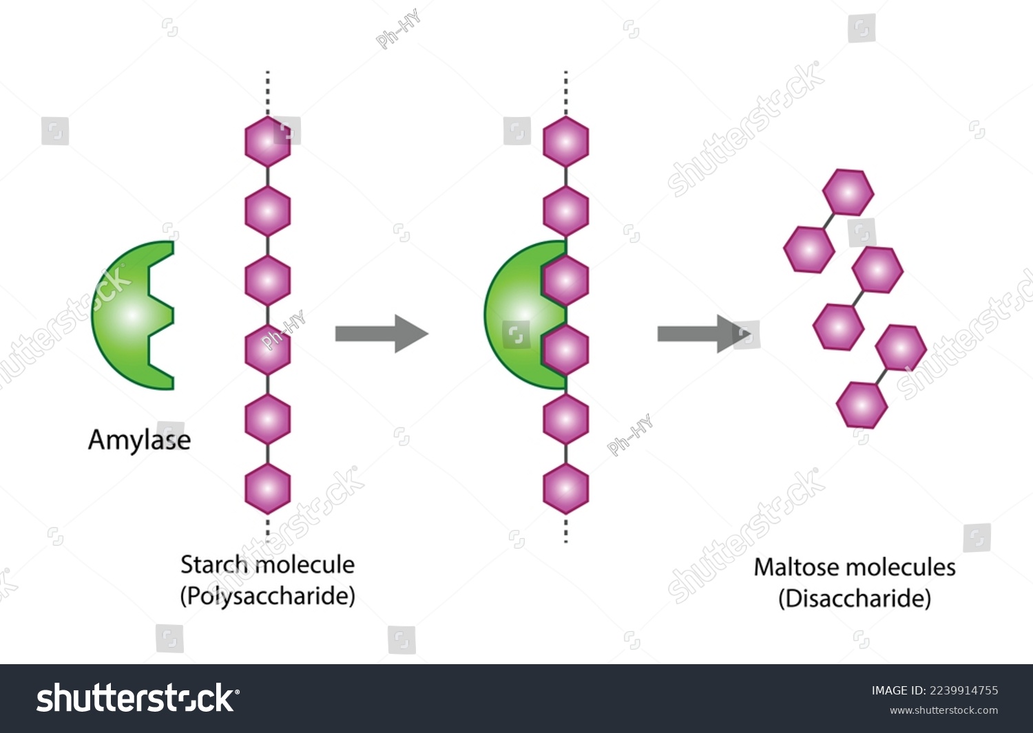 SVG of Carbohydrates Digestion. Amylase Enzyme catalyze Polysaccharide Starch Molecule to Disaccharide Maltose Molecules, glucose Sugar Formation. Scientific Diagram. Vector Illustration. svg