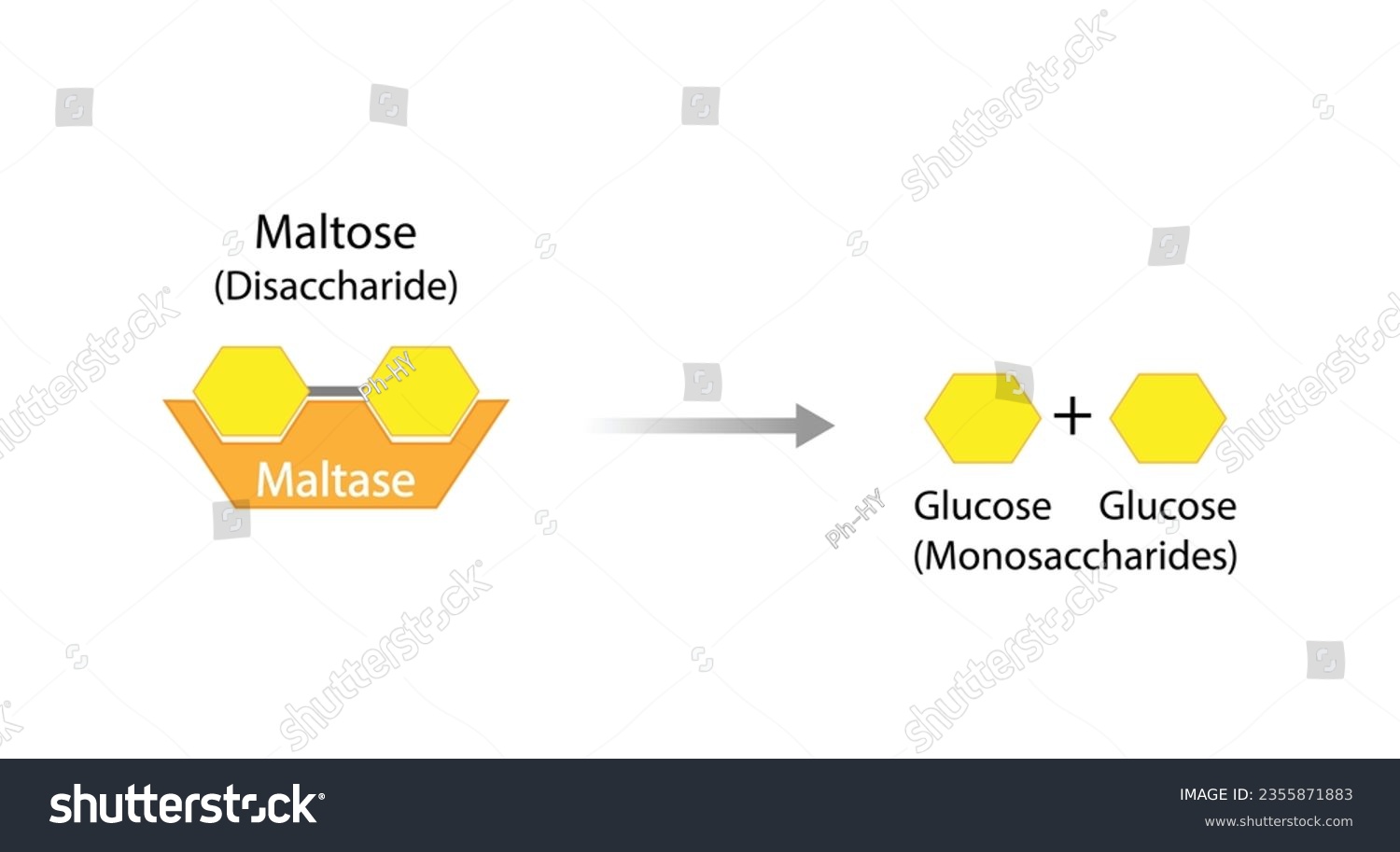 SVG of Carbohydrates Digestion. Maltase Enzymes catalyze Disaccharide Maltose Molecules to glucose monosaccharide. Glucose Sugar Formation. Scientific Diagram. Vector Illustration. svg