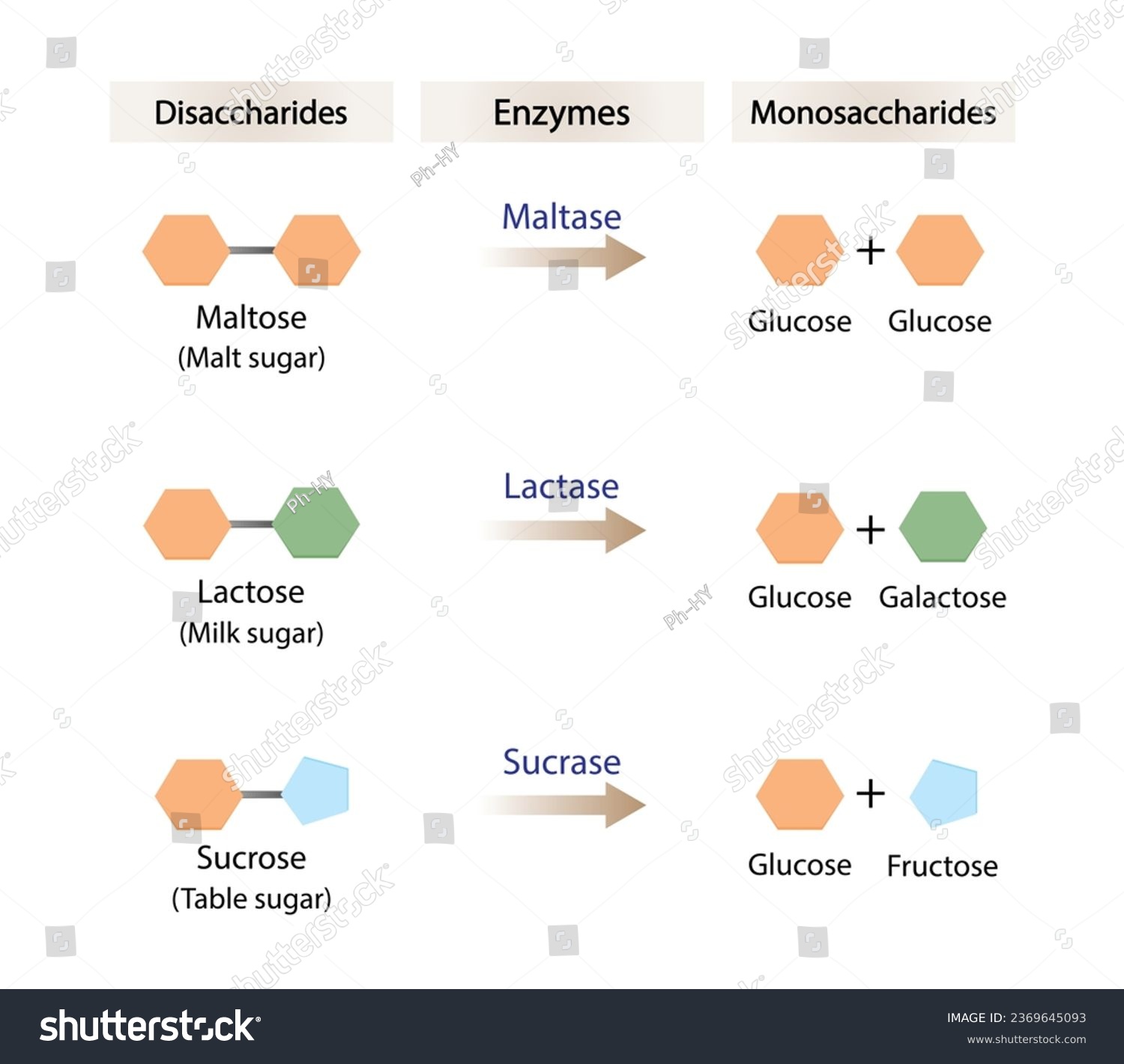 SVG of Carbohydrates Digestion. Maltase, Sucrase and Lactase Enzymes catalyze Disaccharides Maltose, Lactose and Sucrose to Monosaccharides, glucose, galactose and Fructose molecules. Vector Illustration. svg