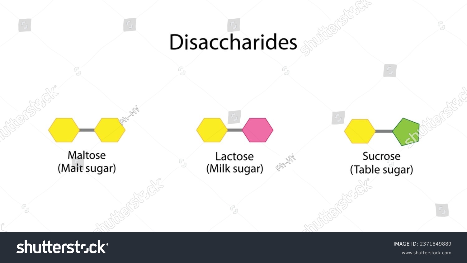 SVG of Carbohydrates Digestion. Maltase, Sucrase and Lactase Enzymes catalyze Disaccharides Maltose, Lactose and Sucrose to Monosaccharides, glucose, galactose and Fructose molecules. Vector Illustration svg