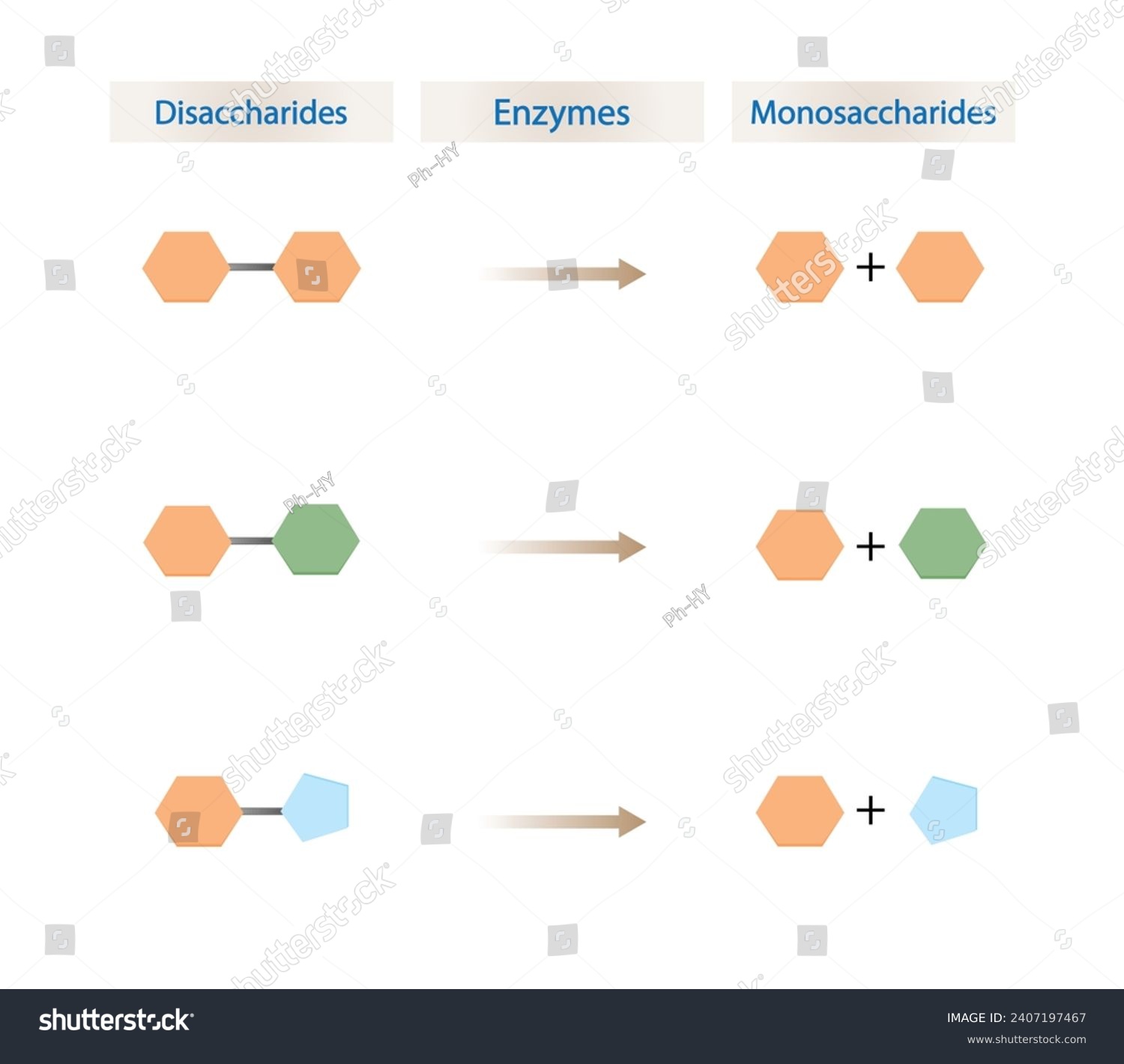 SVG of Carbohydrates Digestion. Maltase, Sucrase and Lactase Enzymes catalyze Disaccharides Maltose, Lactose and Sucrose to Monosaccharides, glucose, galactose and Fructose molecules. Vector Illustration. svg
