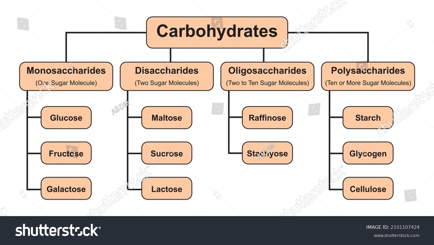 Carbohydrates Types Carbohydrates Types Vector Illustration Stock ...