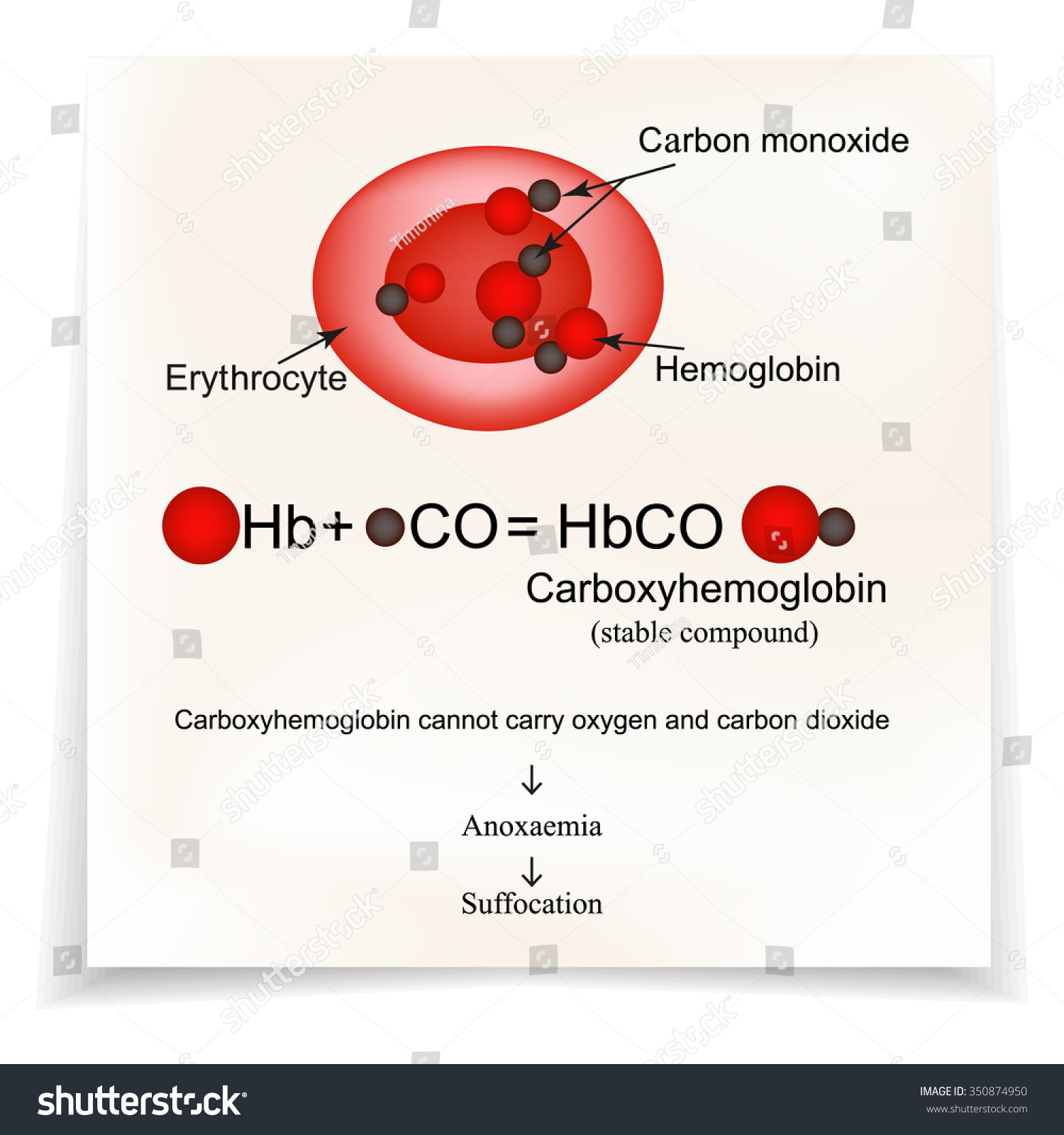 Carboxyhemoglobin Joining Hemoglobin Carbon Monoxide Carbon 库存矢量图 免版税 350874950