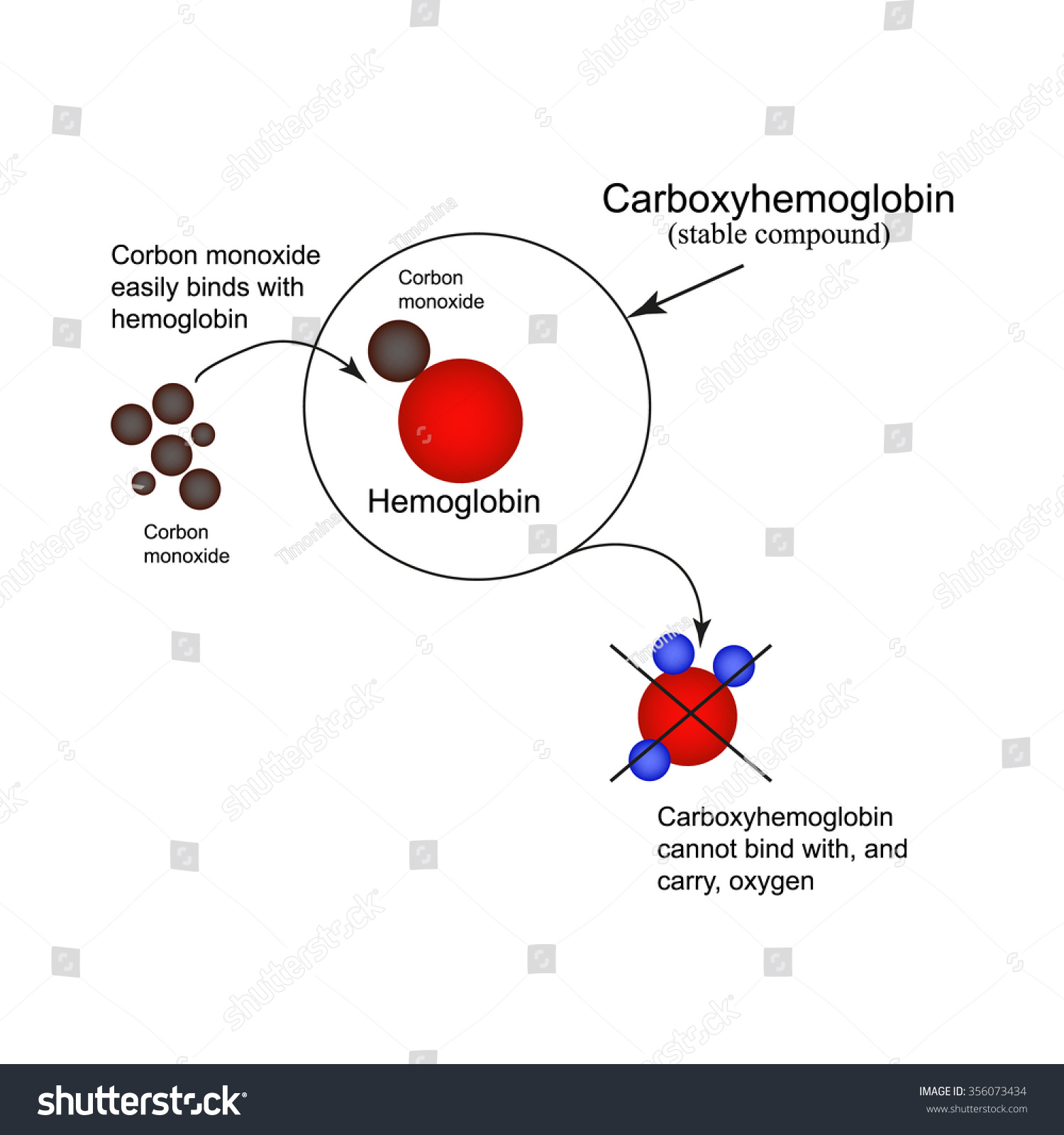 Carboxyhemoglobin Joining Hemoglobin Carbon Monoxide Inability Stock ...