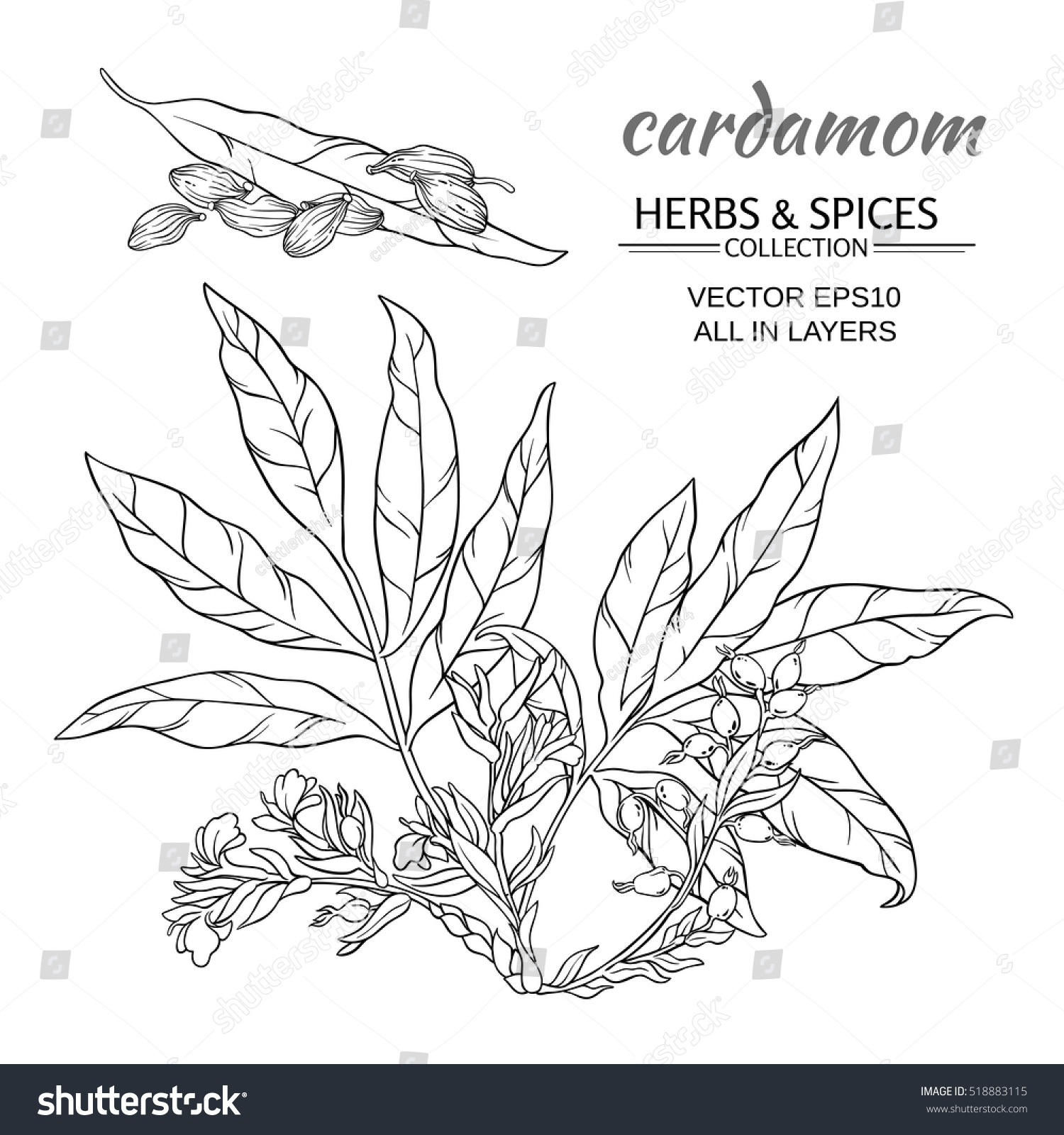 Cardamom Vector Set Stock Vector (Royalty Free) 518883115 | Shutterstock