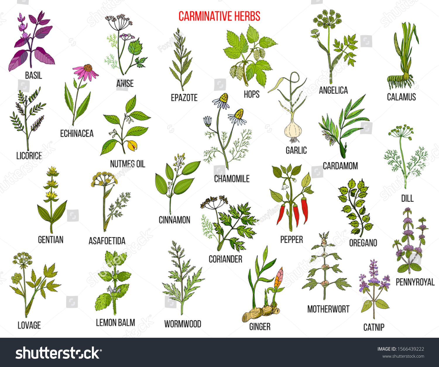 Carminative Herbs Hand Drawn Vector Set Stock Vector (Royalty Free ...