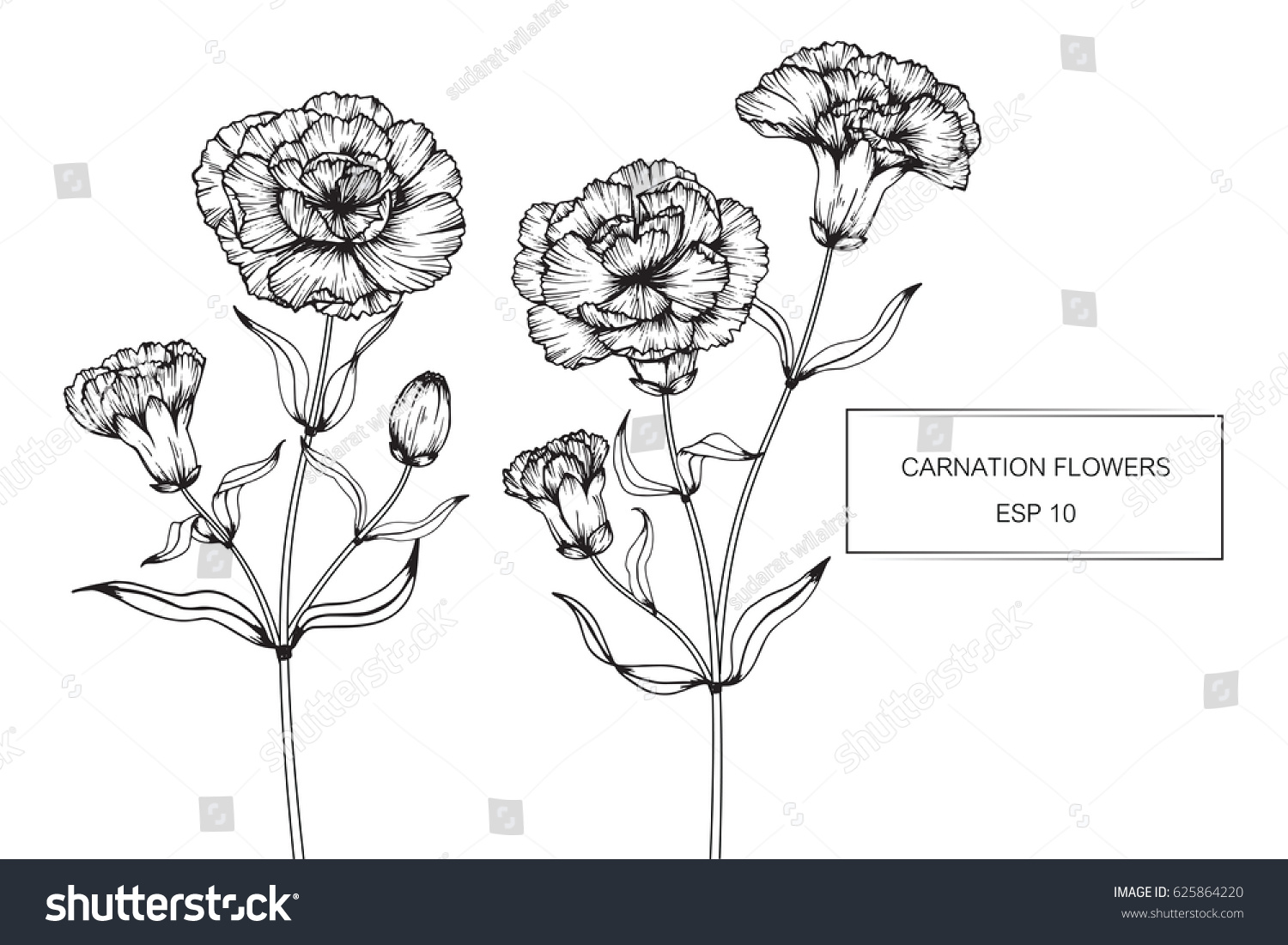  Carnation Flowers Drawing Sketch Lineart On Stock Vector 625864220 