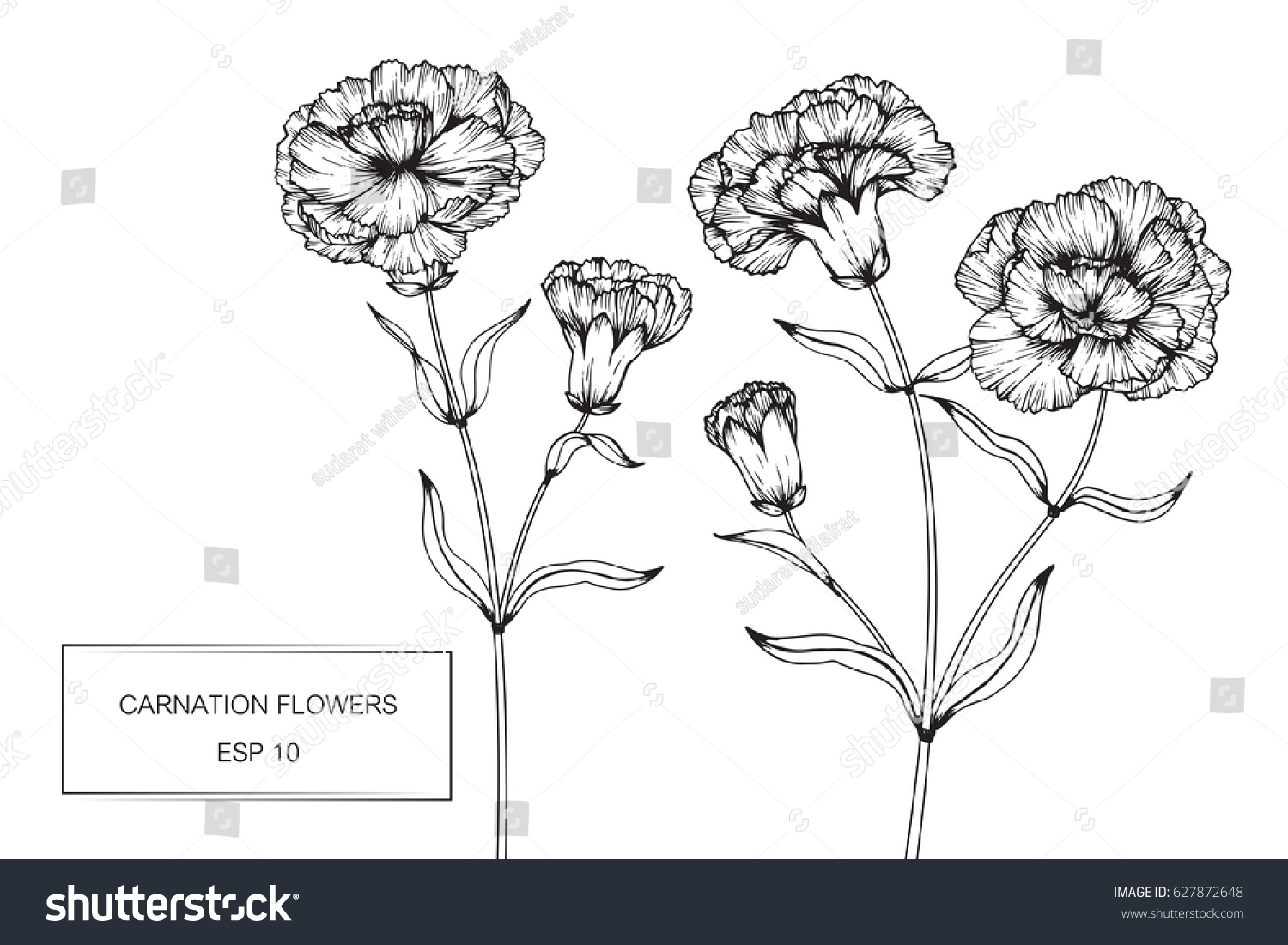 Carnation Flowers Drawing Sketch Lineart On Stock Vector (Royalty Free ...