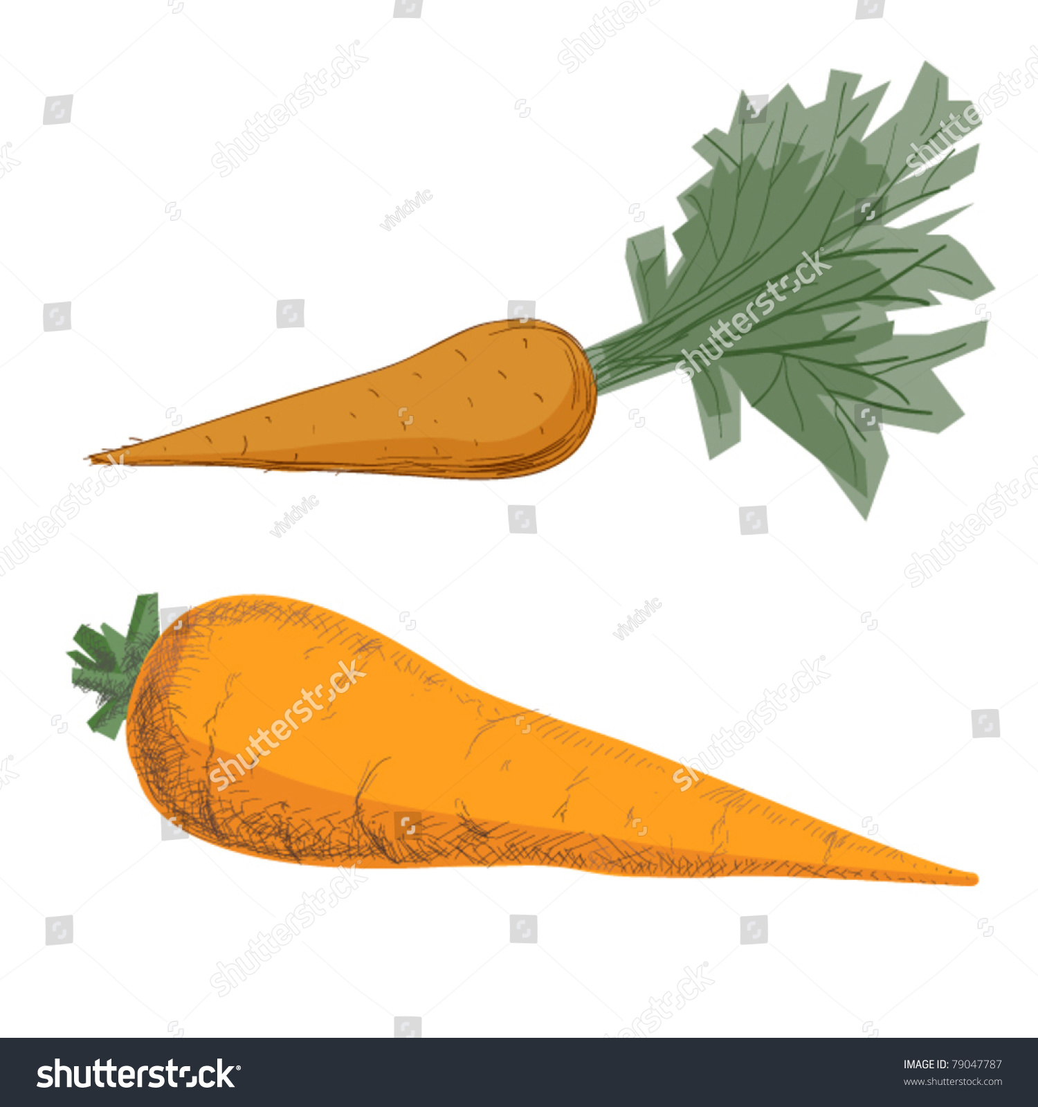 Carrots Isolated Vector Illustration Stock Vector Royalty Free